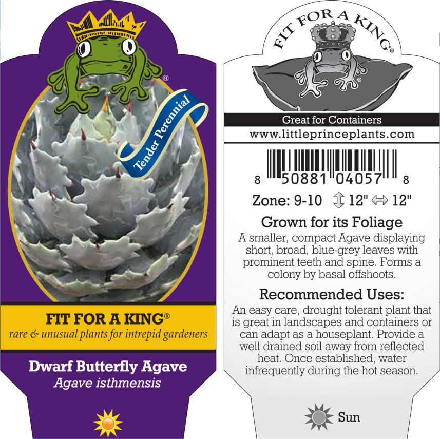 Agave isthmensis - Dwarf Butterfly Agave (4.5" Pot) - Image 5