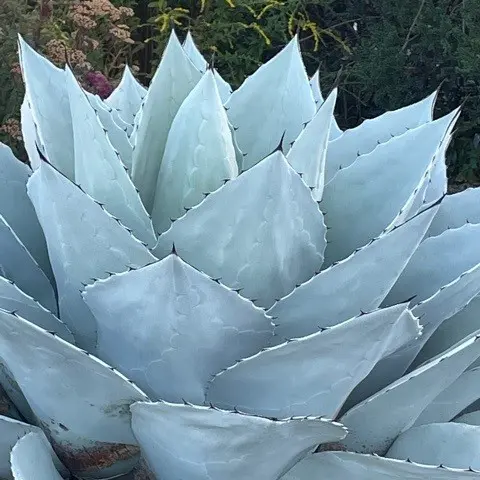 Agave ovatifolia 'Frosty Blue' - Century Plant (4.5