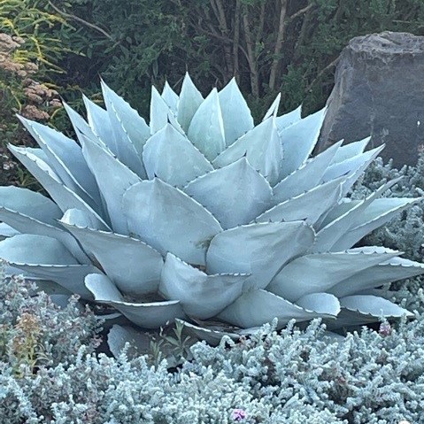 Agave Ovatifolia 'Frosty Blue' Starter Plants – Cold Hardy Succulent, 2.5-3.5” Wide