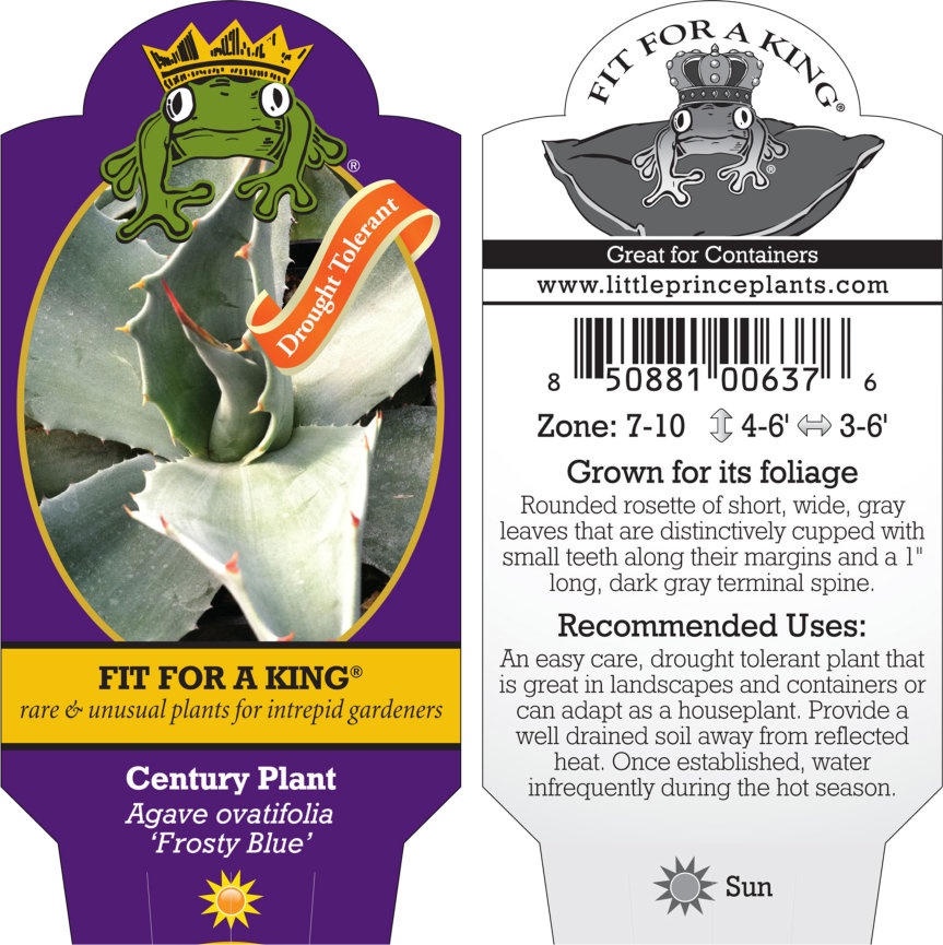Agave ovatifolia 'Frosty Blue' - Century Plant (4.5" Pot) - Image 4