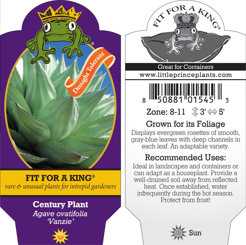 Agave ovatifolia 'Vanzie' - Century Plant (4.5" Pot) | Little Prince of  Oregon Nursery
