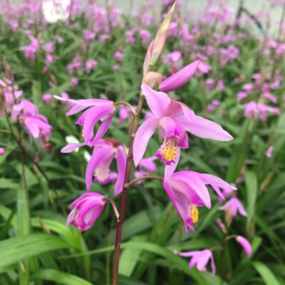 Bletilla 'Yokohama' - Ground Orchid (4.5" Pot)