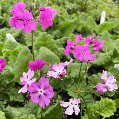 Primula sieboldii - Cherry Blossom Primrose (4.5" Pot)