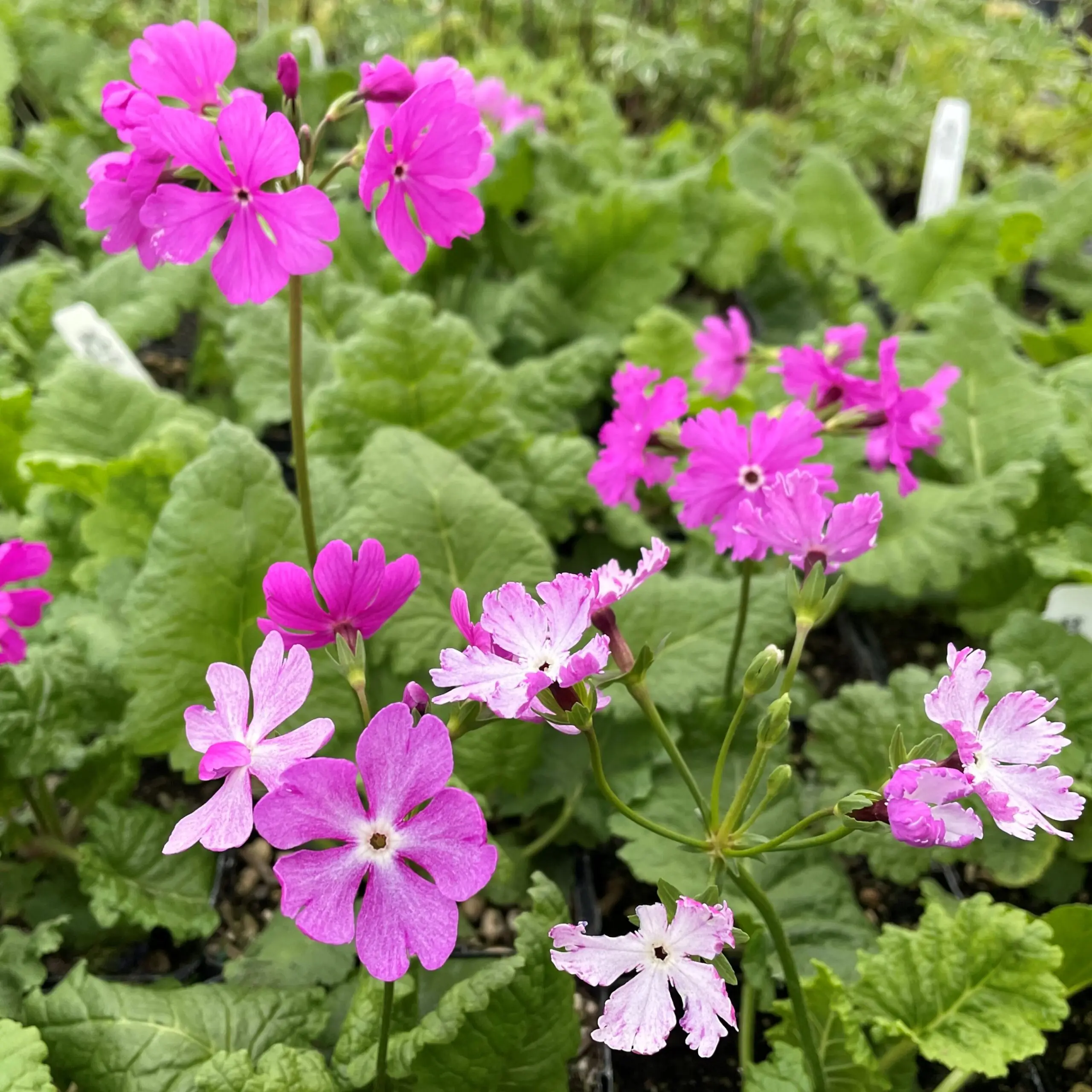 Primula sieboldii - Cherry Blossom Primrose (4.5