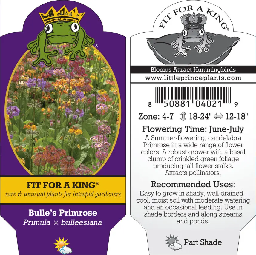 Primula x bulleesiana - Bulle's Primrose (4.5