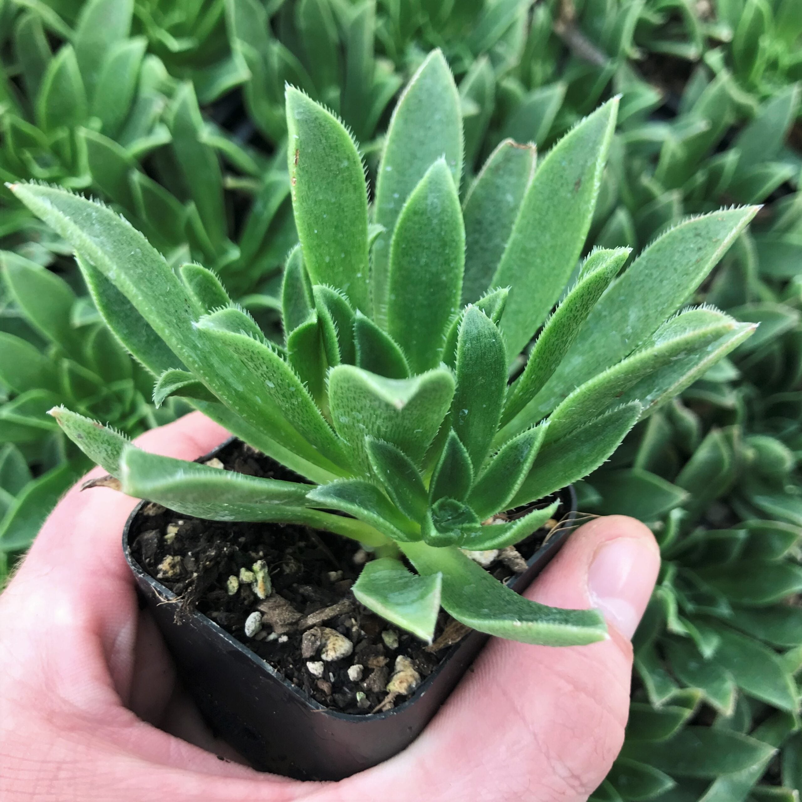 Aeonium simsii (2" Pot) - Image 2