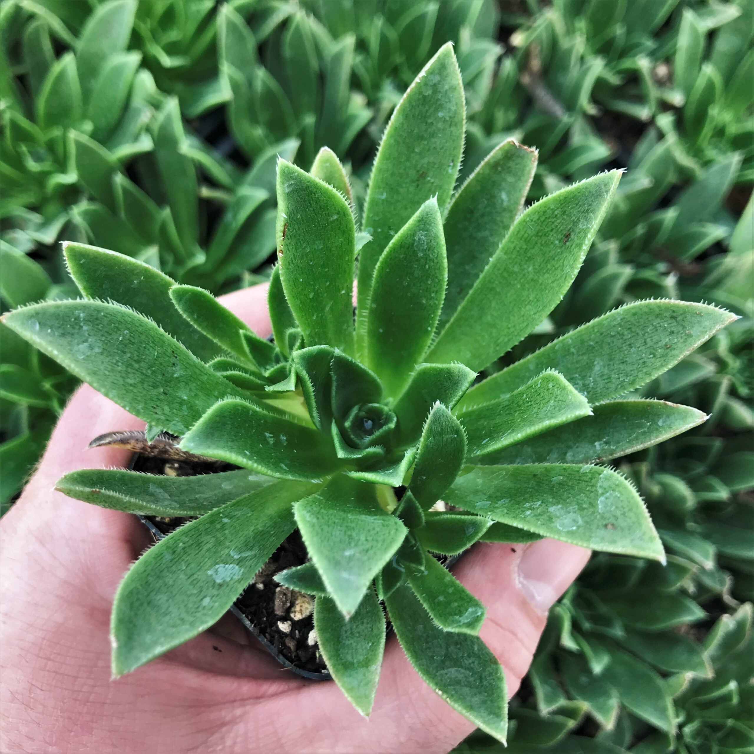 Aeonium simsii (2" Pot)