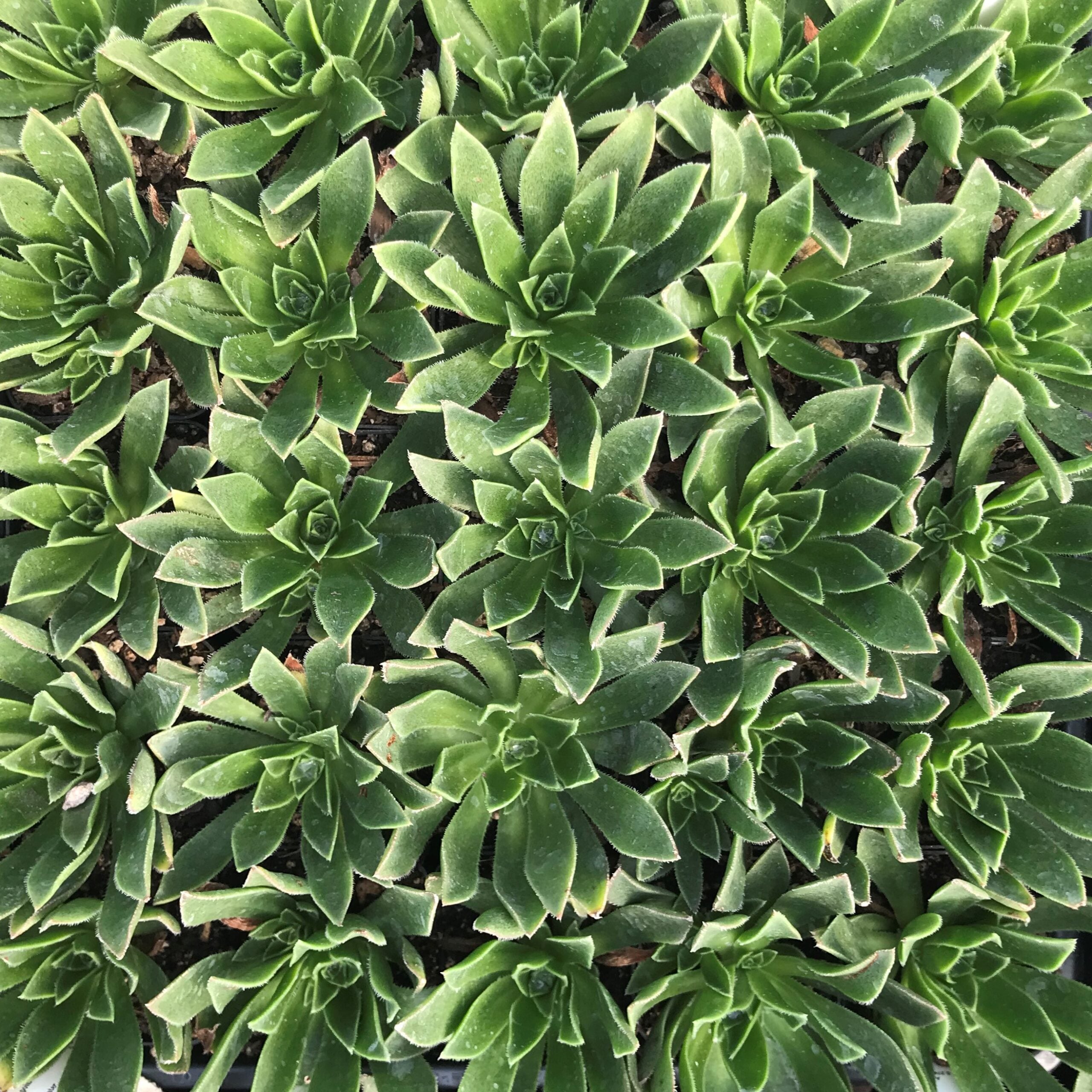 Aeonium simsii (2" Pot) - Image 3