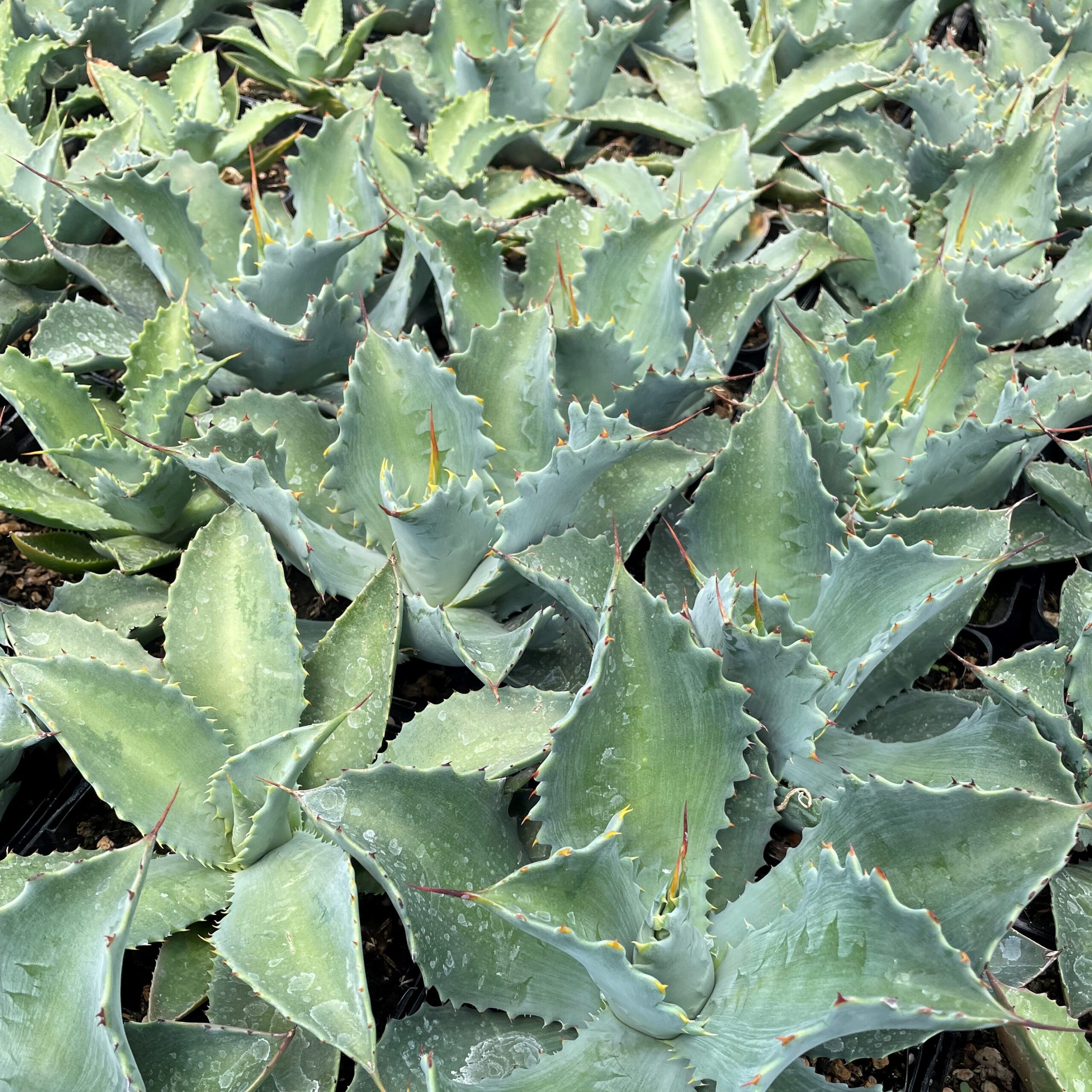 Agave potatorum 'Cameron Blue' - Century Plant (4.5" Pot) - Image 2