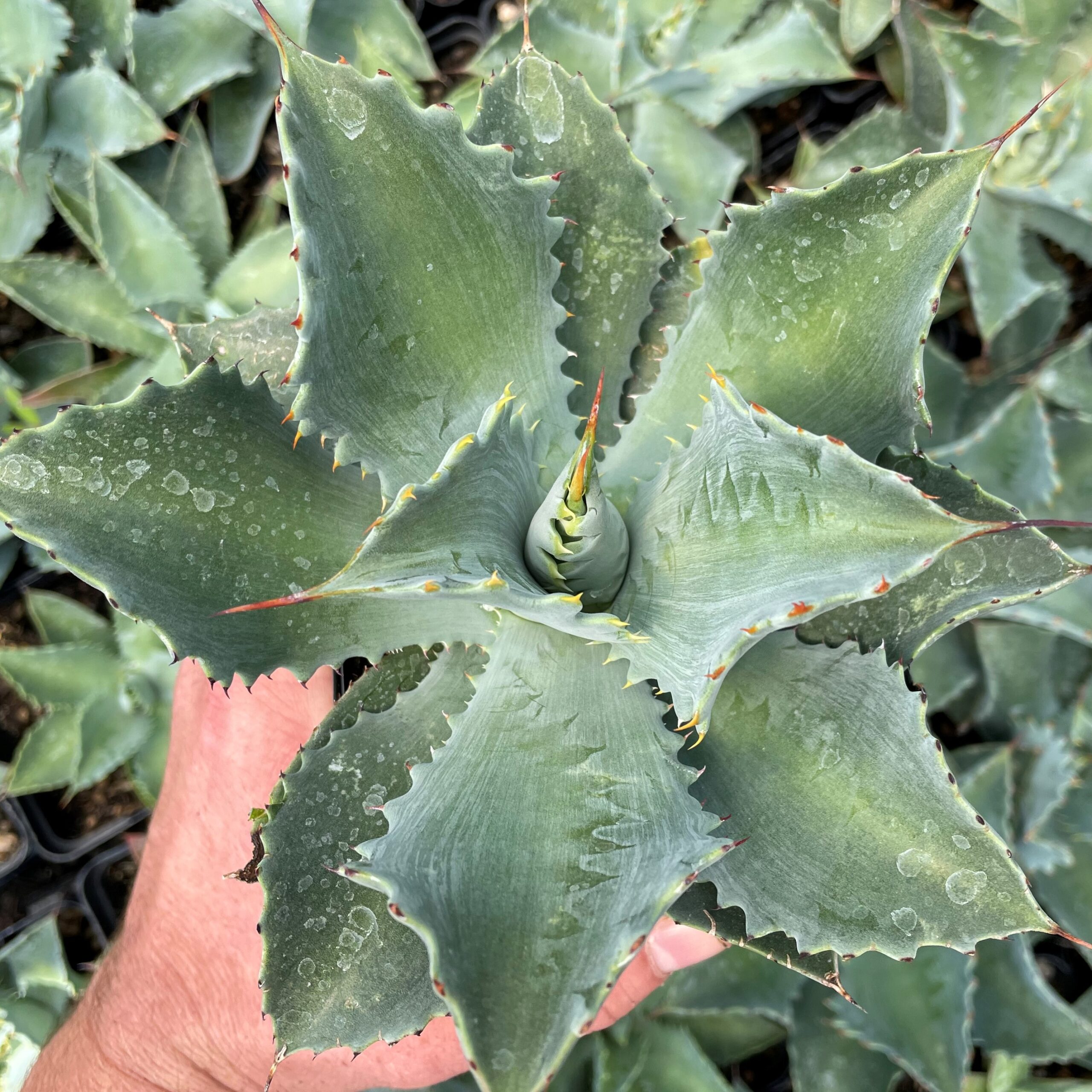 Agave potatorum 'Cameron Blue' - Century Plant (4.5" Pot)
