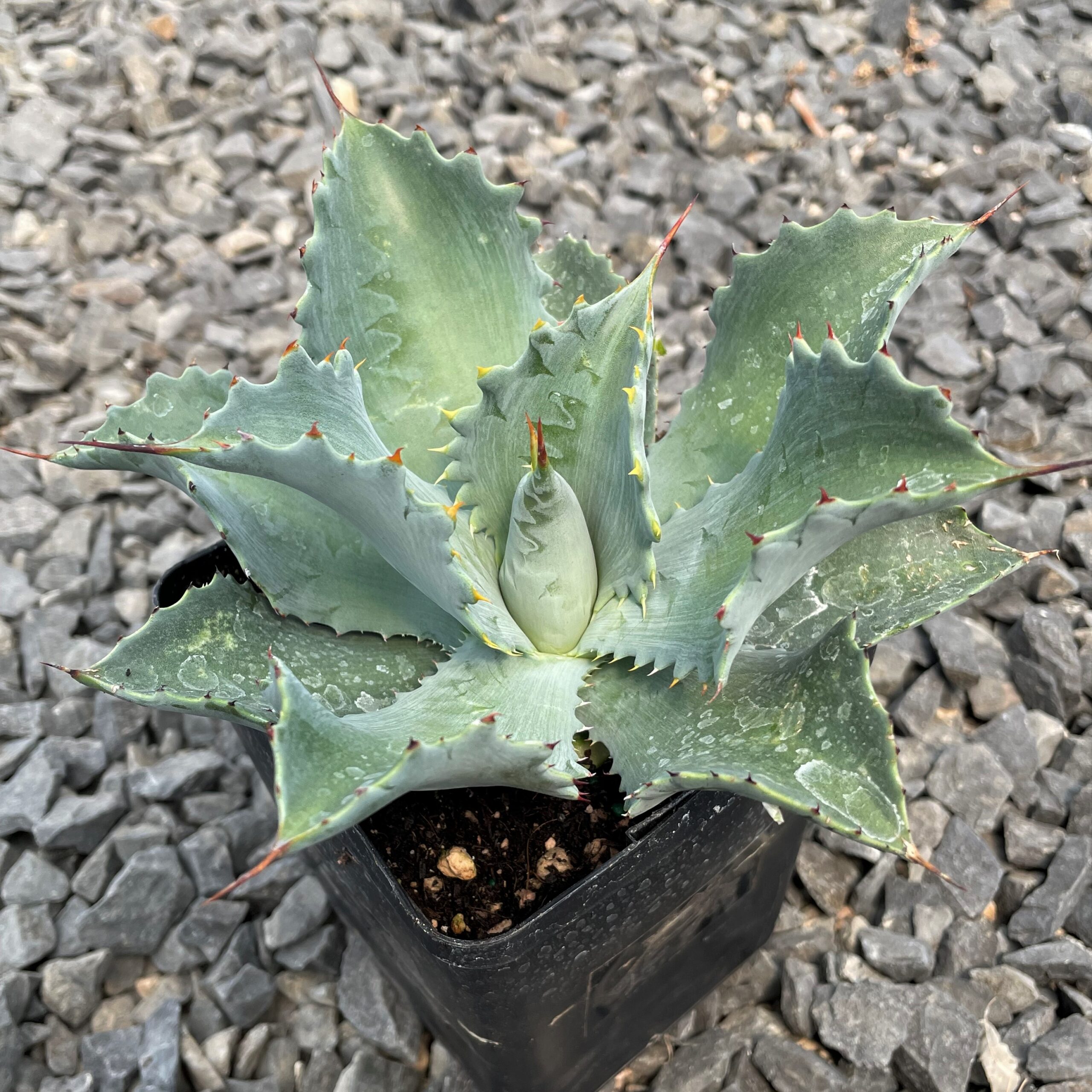 Agave potatorum 'Cameron Blue' - Century Plant (4.5" Pot) - Image 3