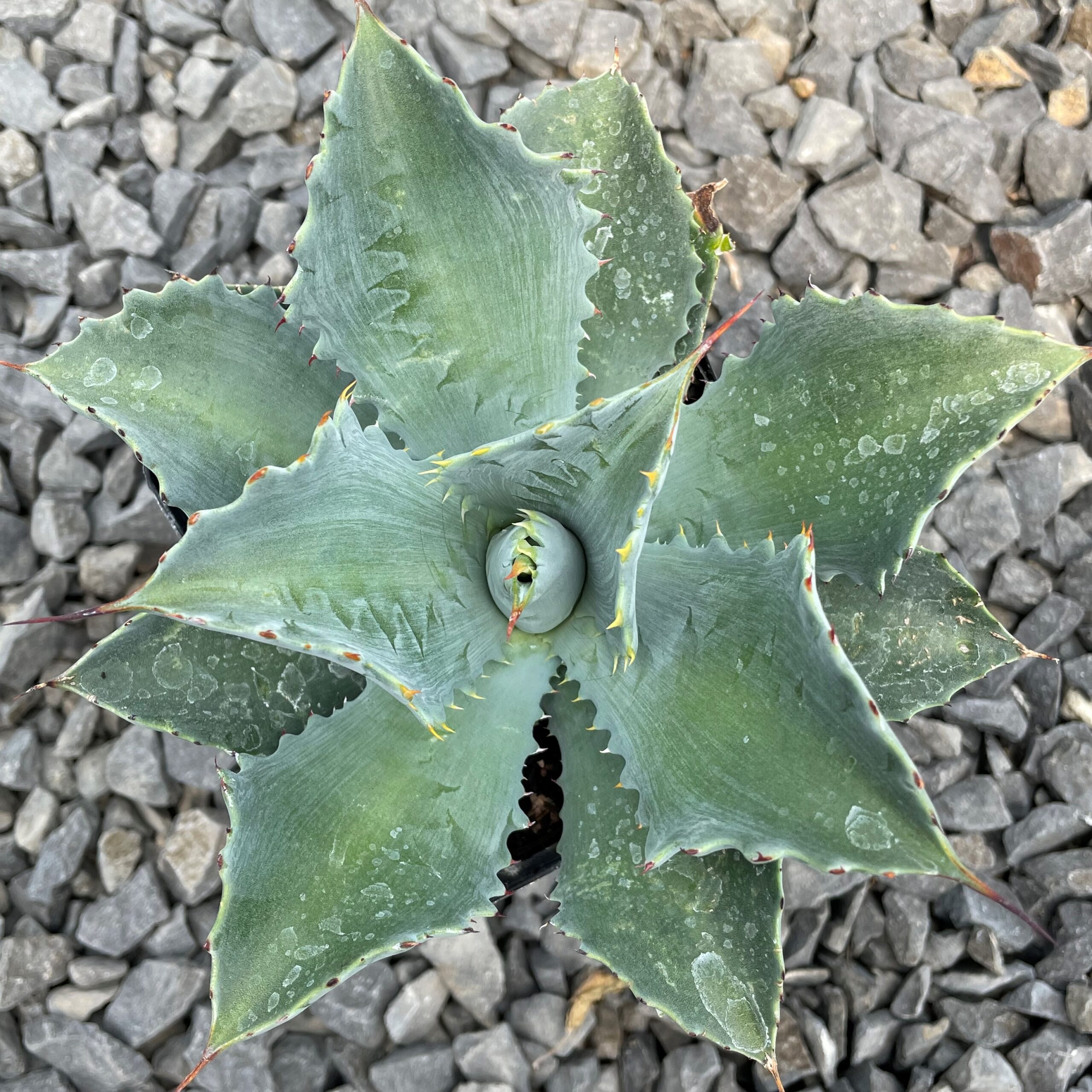 Agave potatorum 'Cameron Blue' - Century Plant (4.5" Pot) - Image 4
