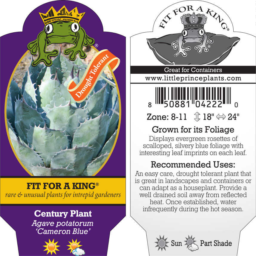 Agave potatorum 'Cameron Blue' - Century Plant (4.5" Pot) - Image 5