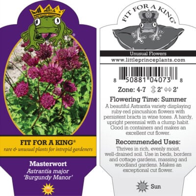 Astrantia major 'Burgundy Manor' - Masterwort (4.5" Pot)