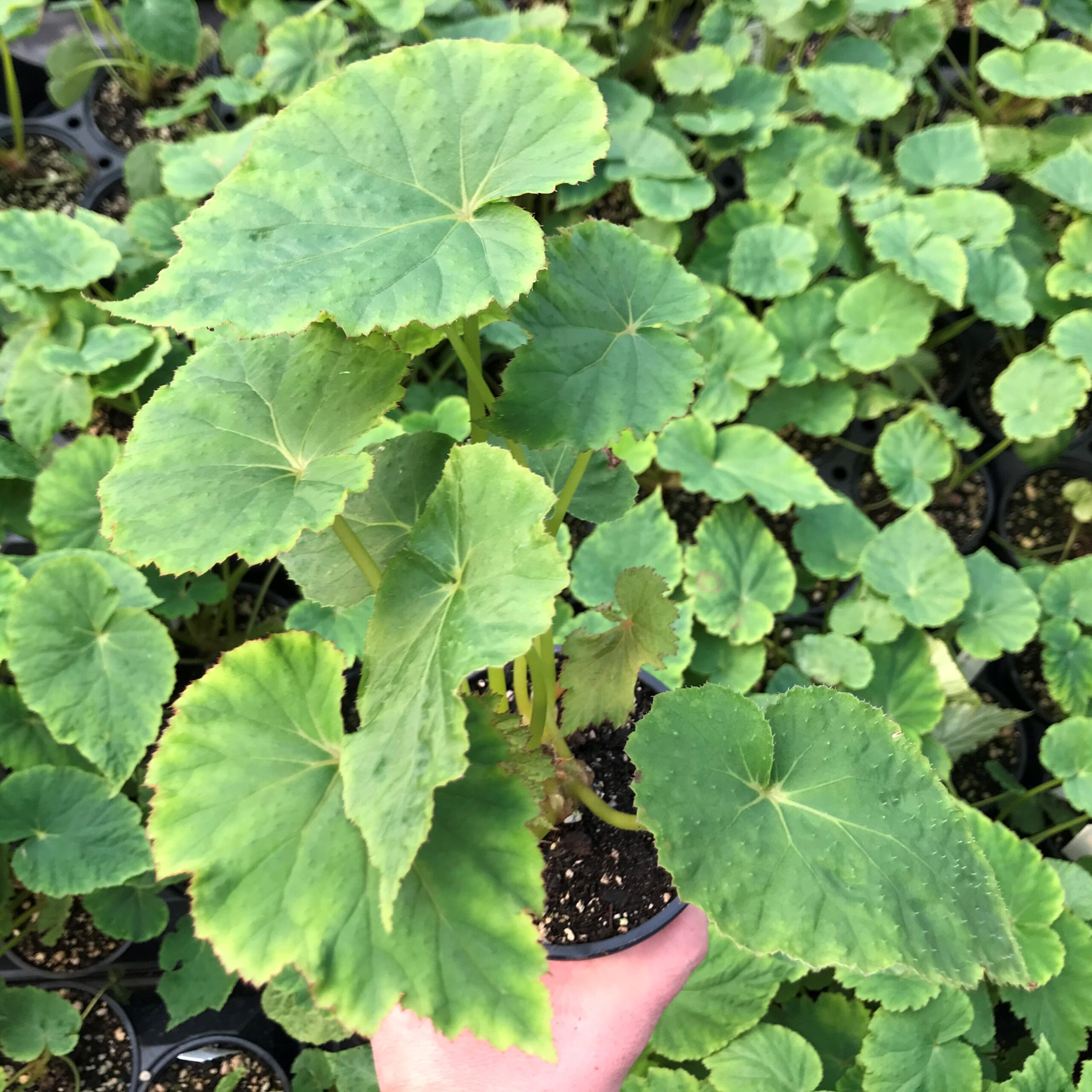 Begonia emeiensis - Mt. Emei Begonia (4.5" Pot)