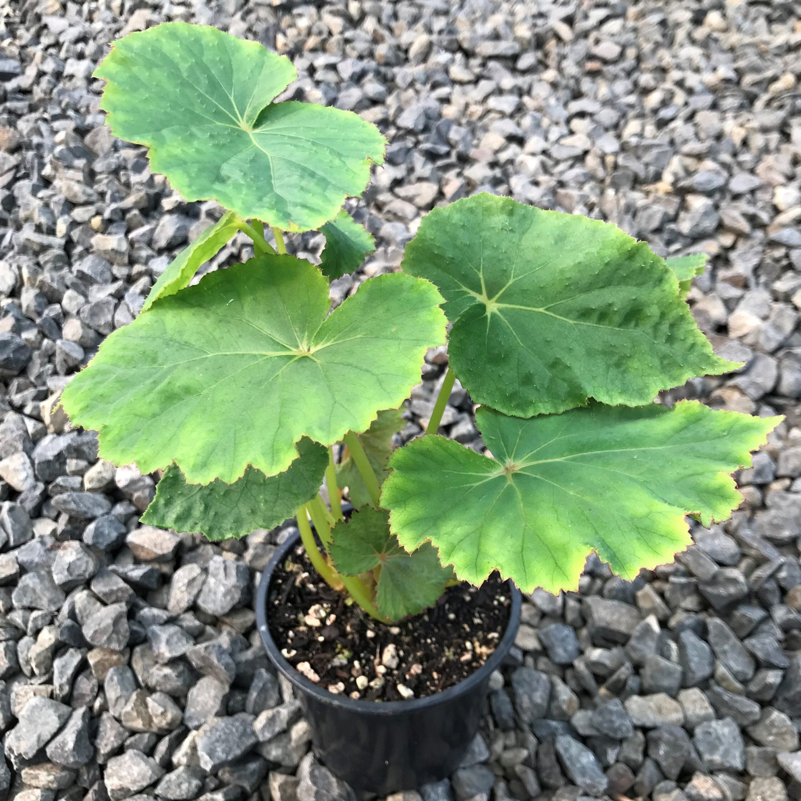 Begonia emeiensis - Mt. Emei Begonia (4.5" Pot) - Image 2