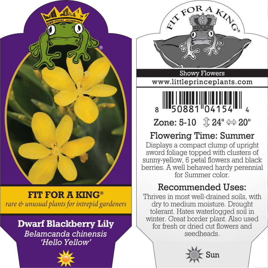 Belamcanda chinensis 'Hello Yellow' - Dwarf Blackberry Lily (4.5" Pot) - Image 4