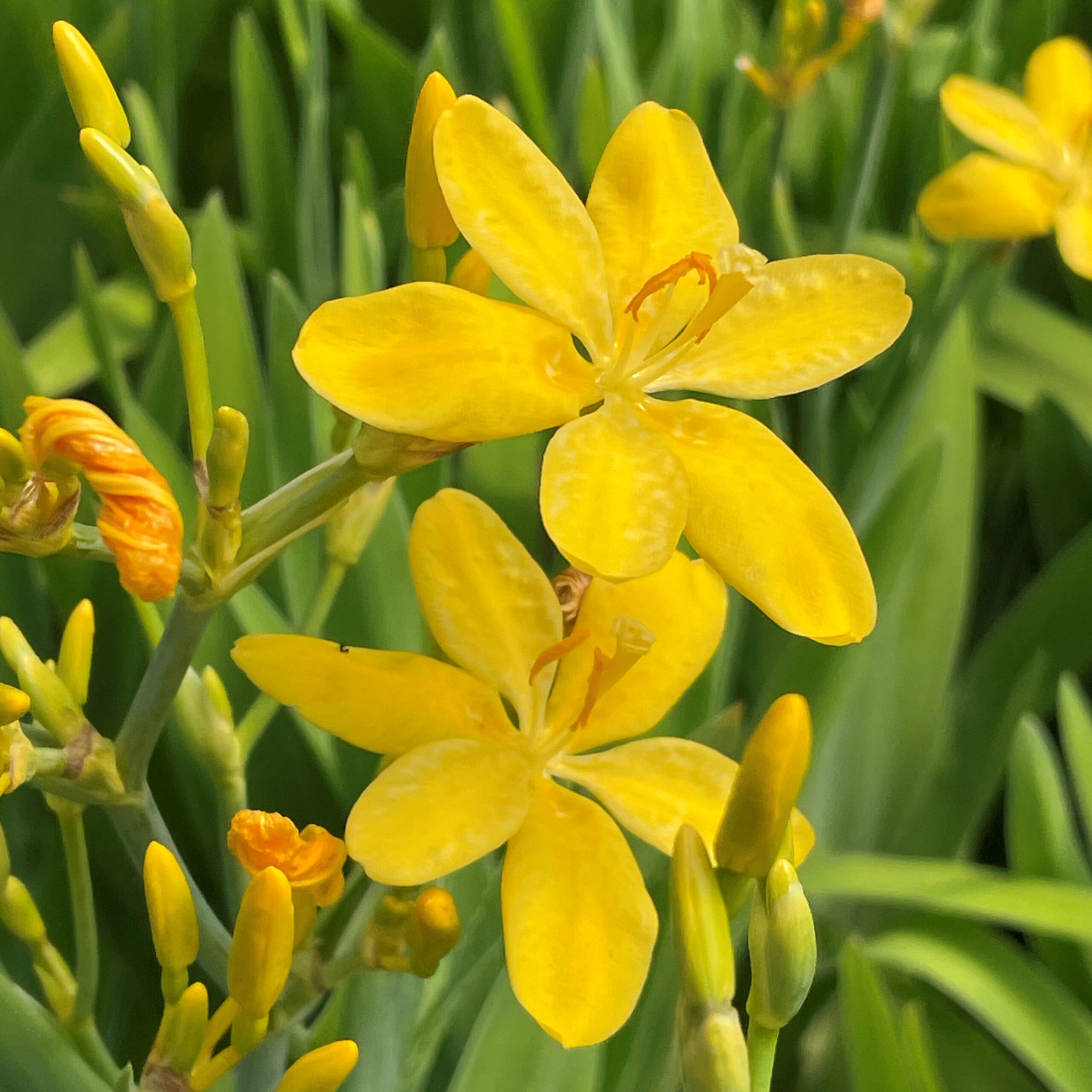 Belamcanda chinensis 'Hello Yellow' - Dwarf Blackberry Lily (4.5" Pot) - Image 2
