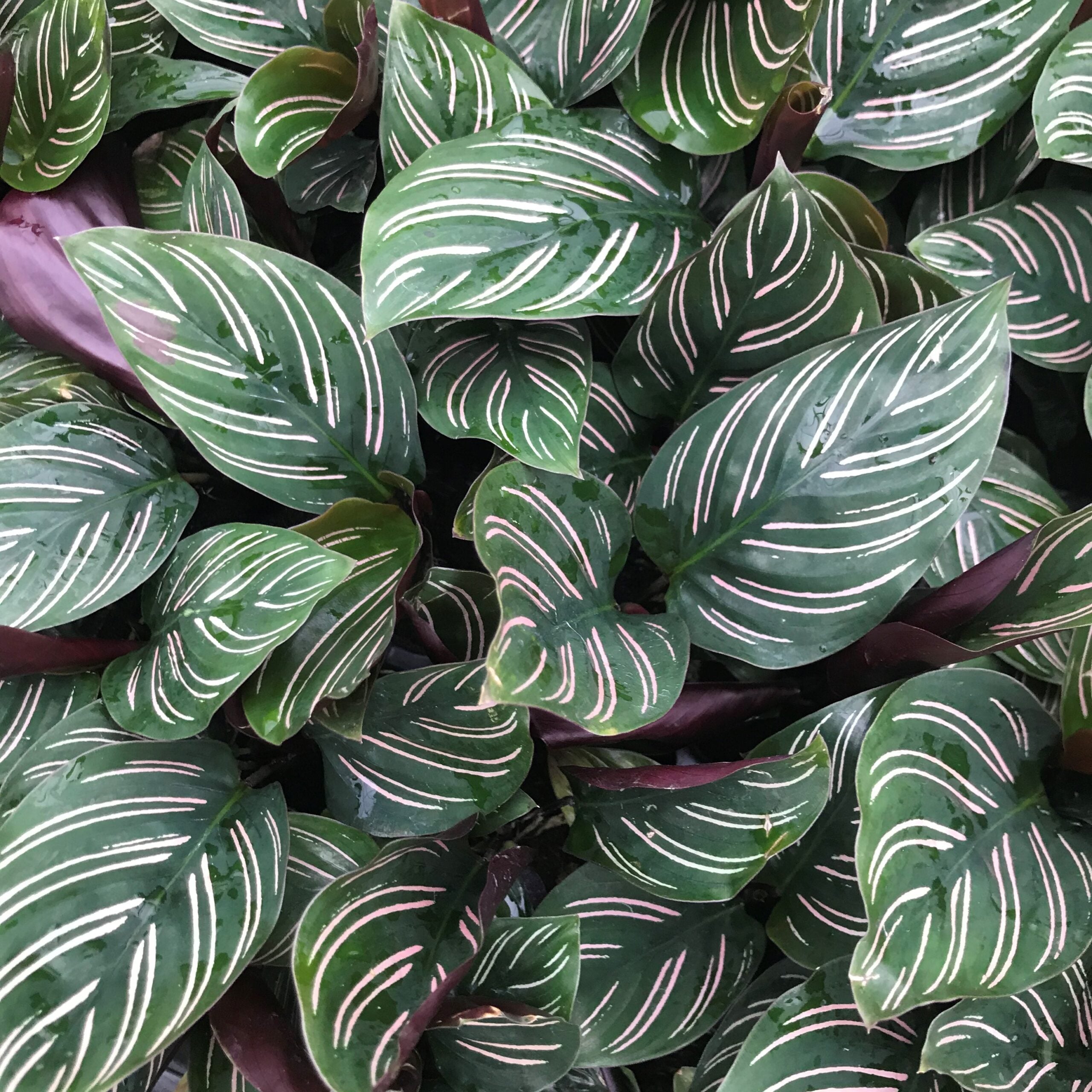 peperomia succulent Peperomia Quito