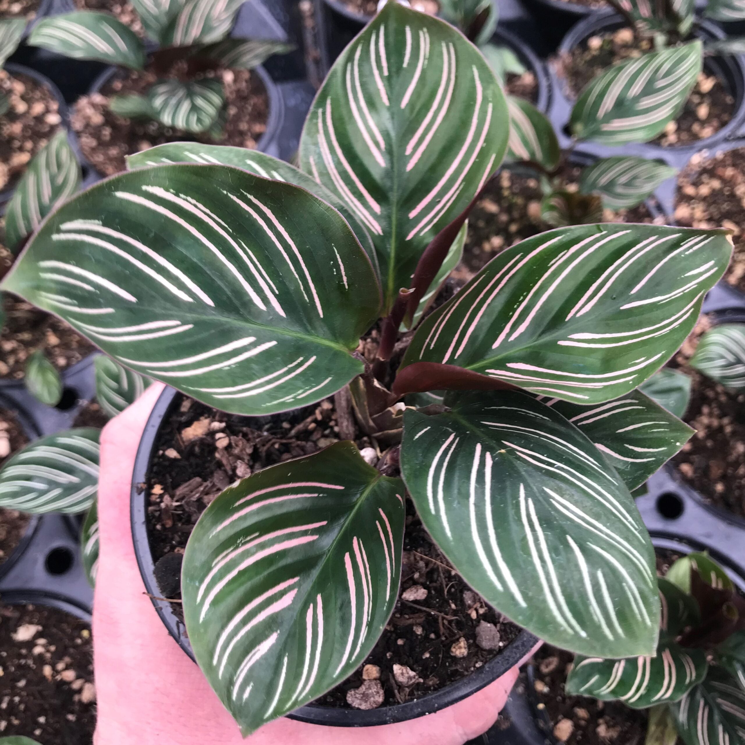 Calathea ornata - Pinstripe Prayer Plant (4.5" Pot) | Little Prince of  Oregon Nursery