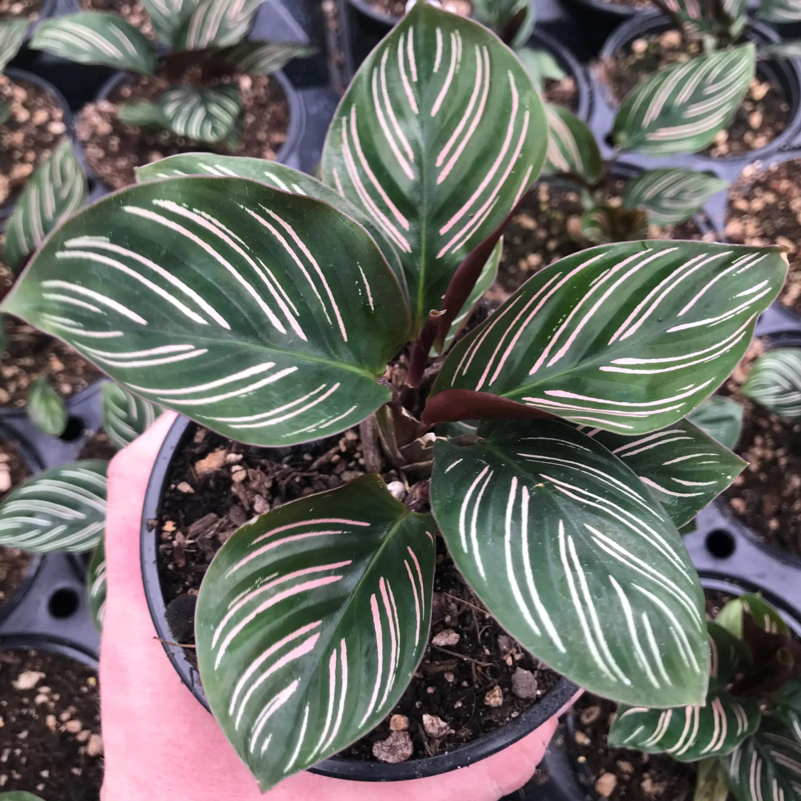 pflanze rollt blätter ein calathea Calathea warscewiczii kaufen main image 1
