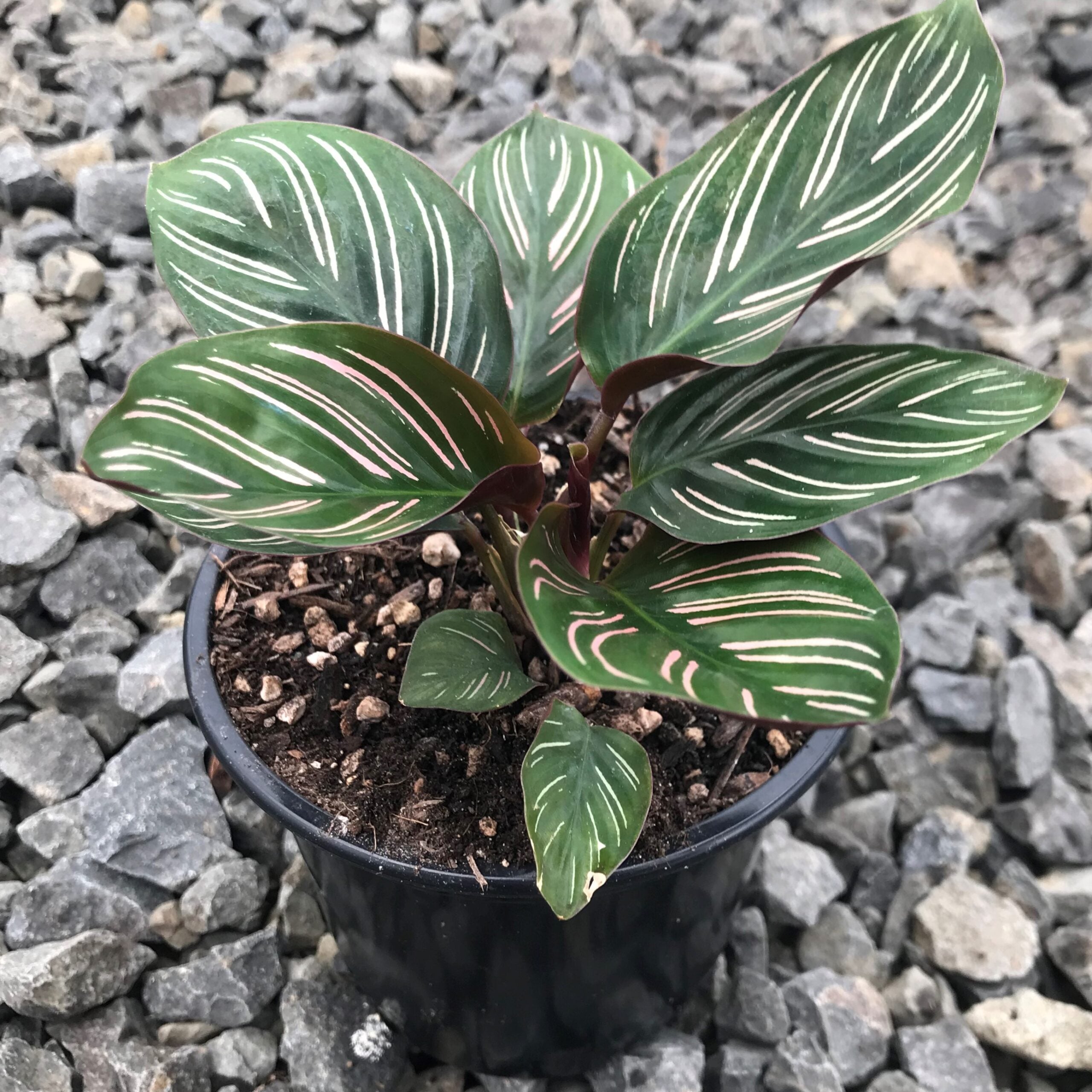 Calathea ornata - Pinstripe Prayer Plant (4.5" Pot) - Image 4