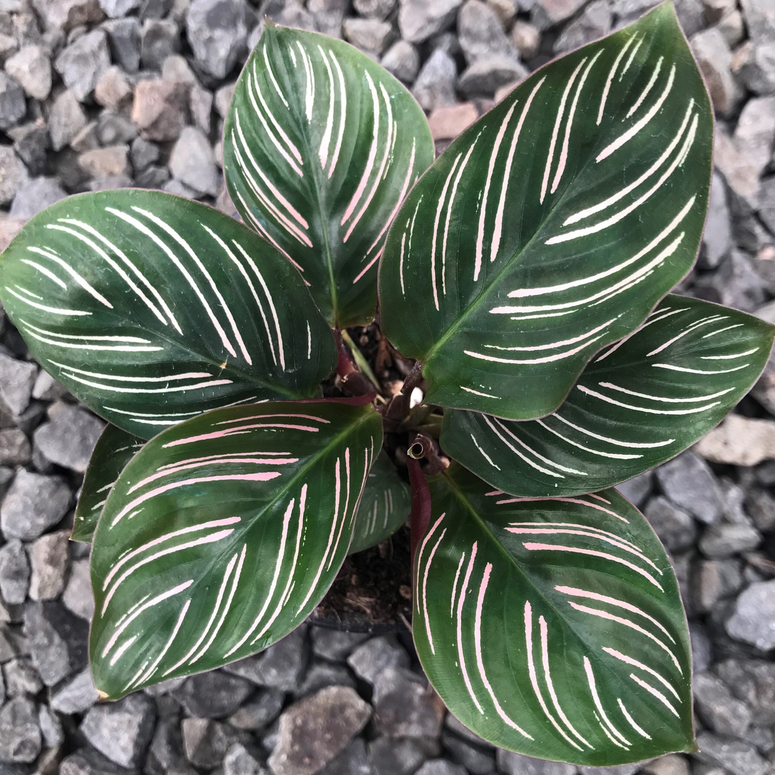 Calathea ornata - Pinstripe Prayer Plant (4.5" Pot) - Image 5