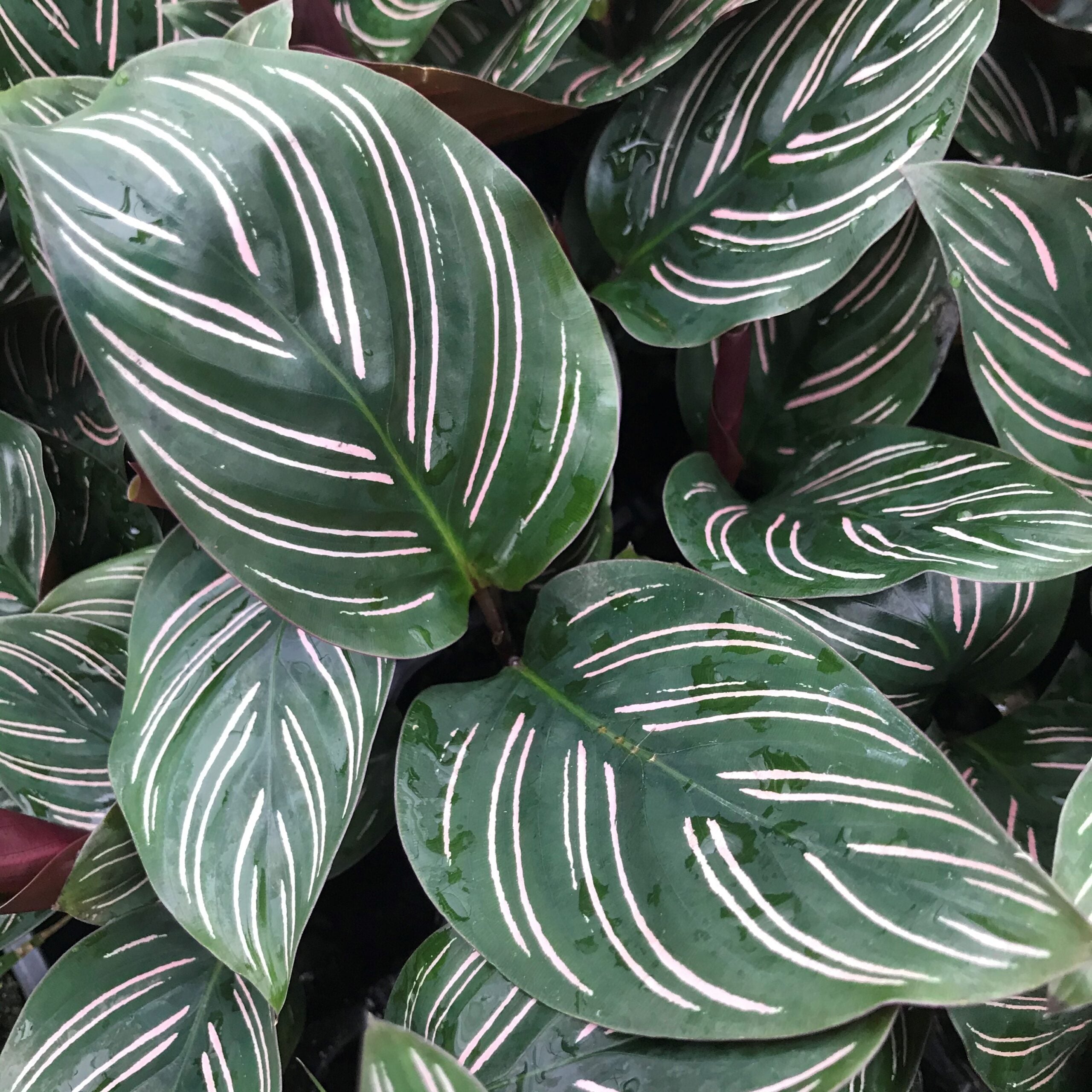 Calathea ornata - Pinstripe Prayer Plant (4.5" Pot) - Image 3