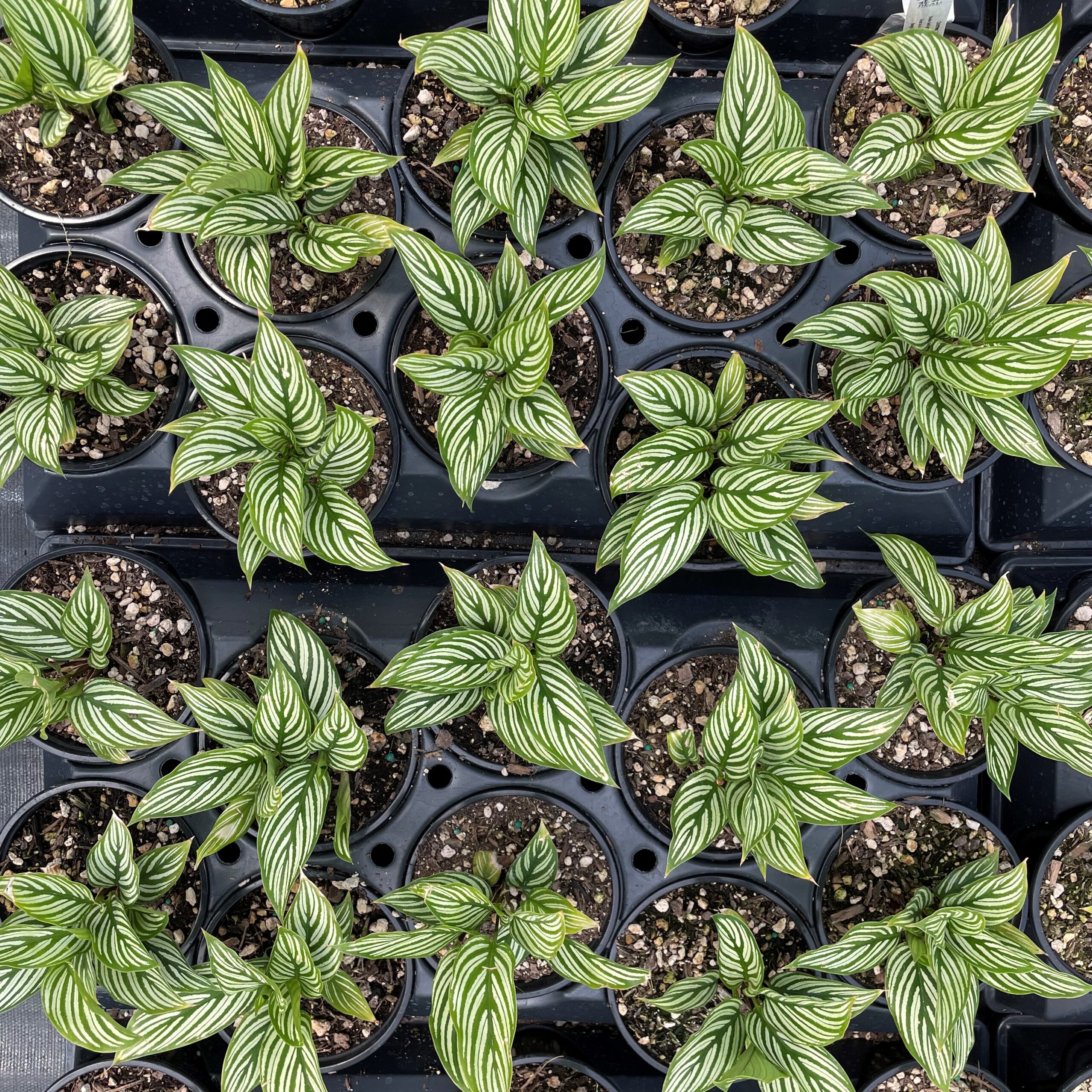 Calathea vittata - Prayer Plant (4.5" Pot) - Image 6