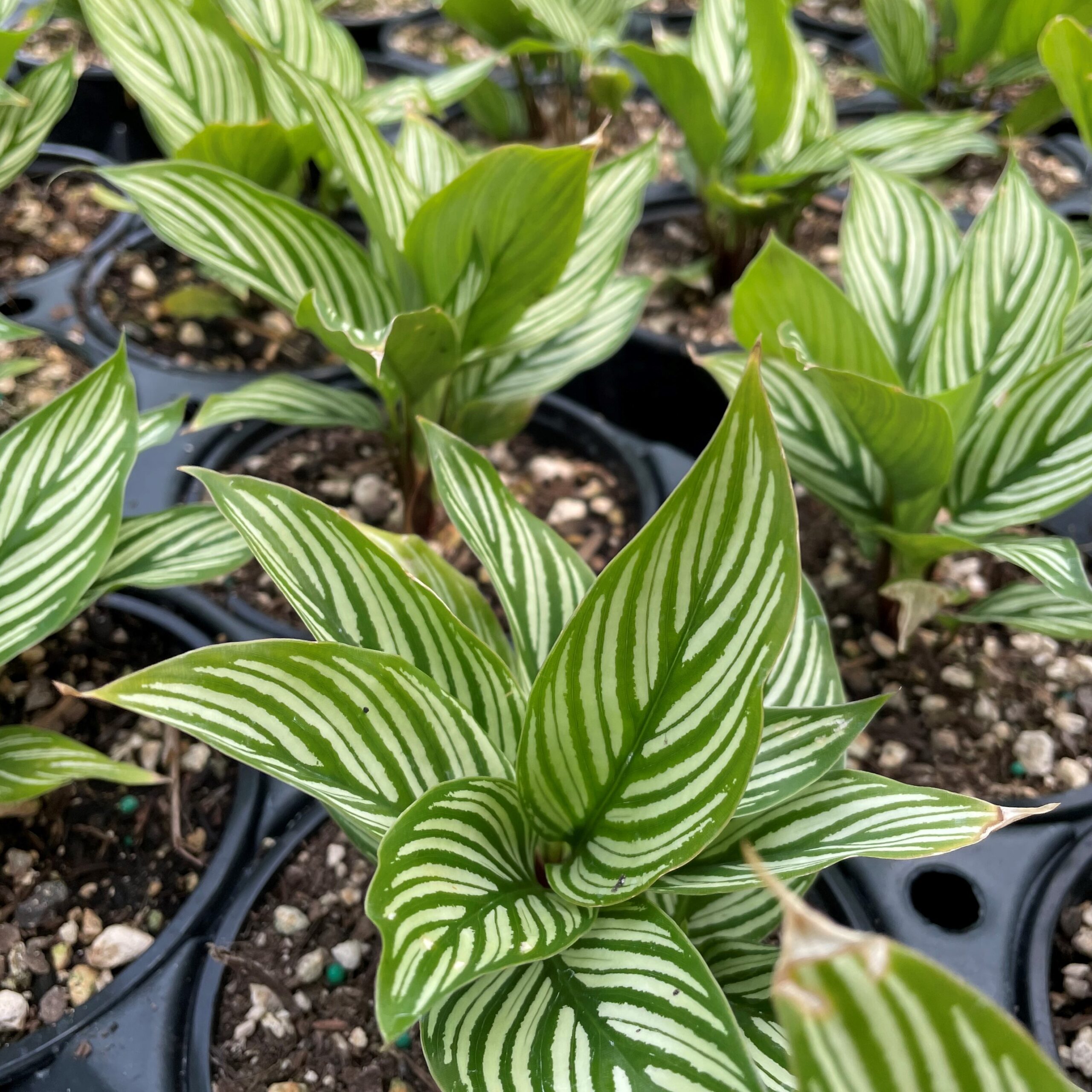 Calathea vittata - Prayer Plant (4.5" Pot) - Image 5