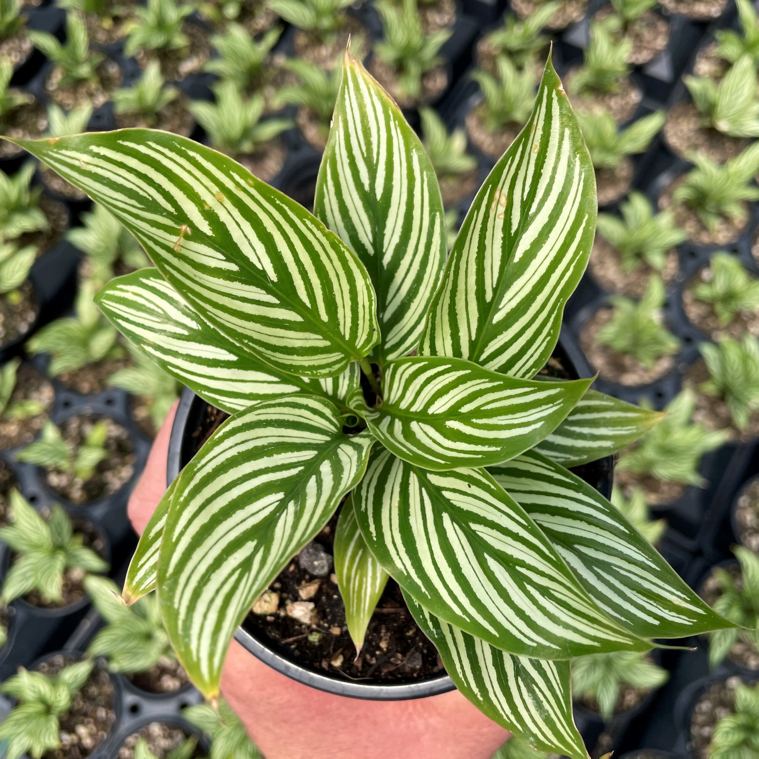 Calathea vittata - Prayer Plant (4.5" Pot) - Image 3