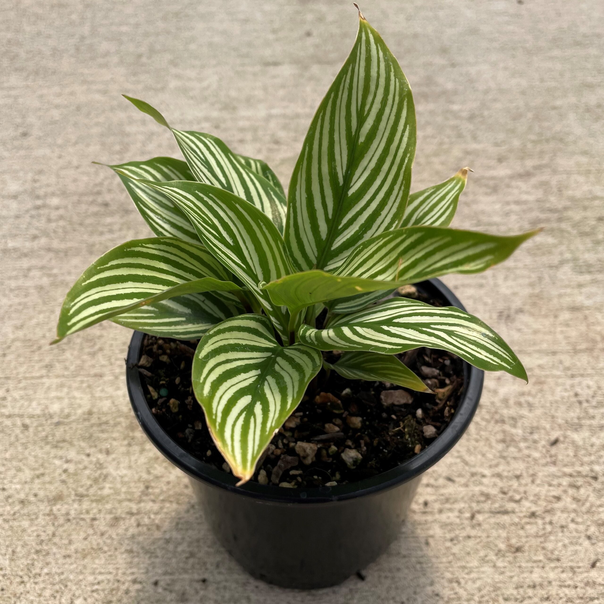 Calathea vittata - Prayer Plant (4.5" Pot) - Image 2