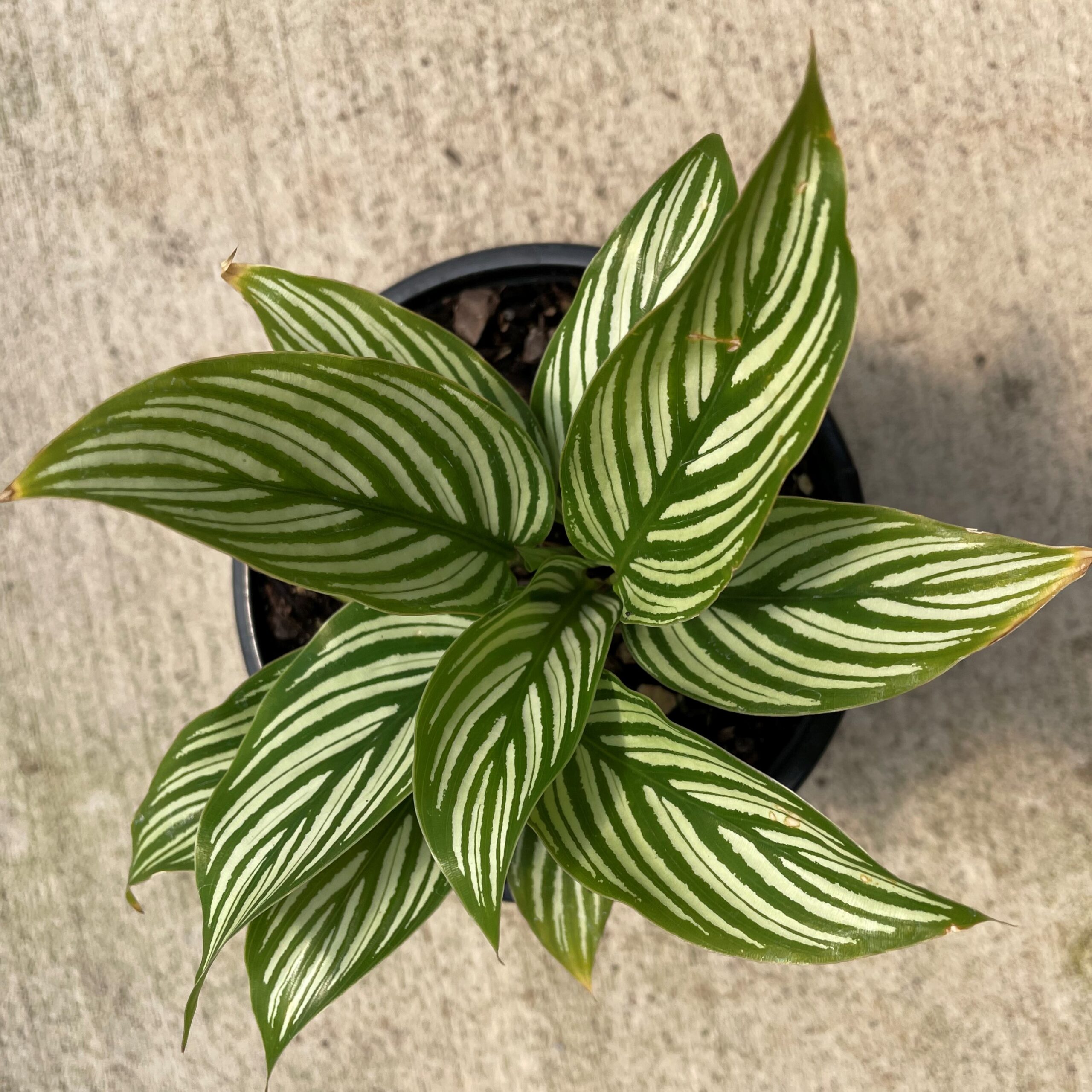 Calathea vittata - Prayer Plant (4.5" Pot) - Image 4