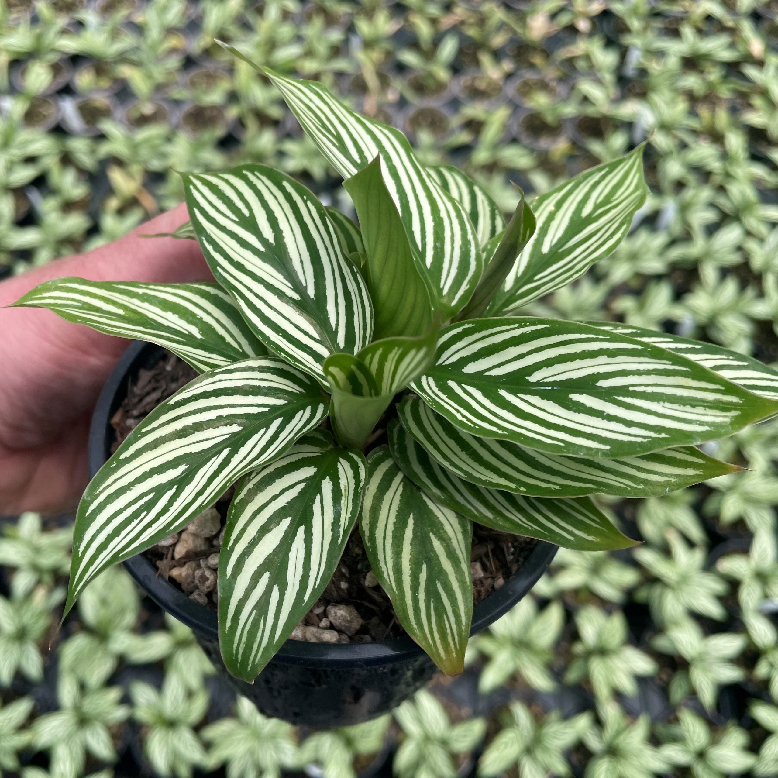 Calathea vittata - Prayer Plant (4.5" Pot)