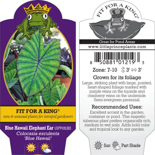 where to buy large indoor plants 6-8ft Monstera Deliciosa- NYC, NJ, CT, Boston, Providence, Washington DC,  Baltimore, Philadelphia, Princeton, Long Island, and Upstate NY Local Plant  Delivery – Dahing Plants main image 0
