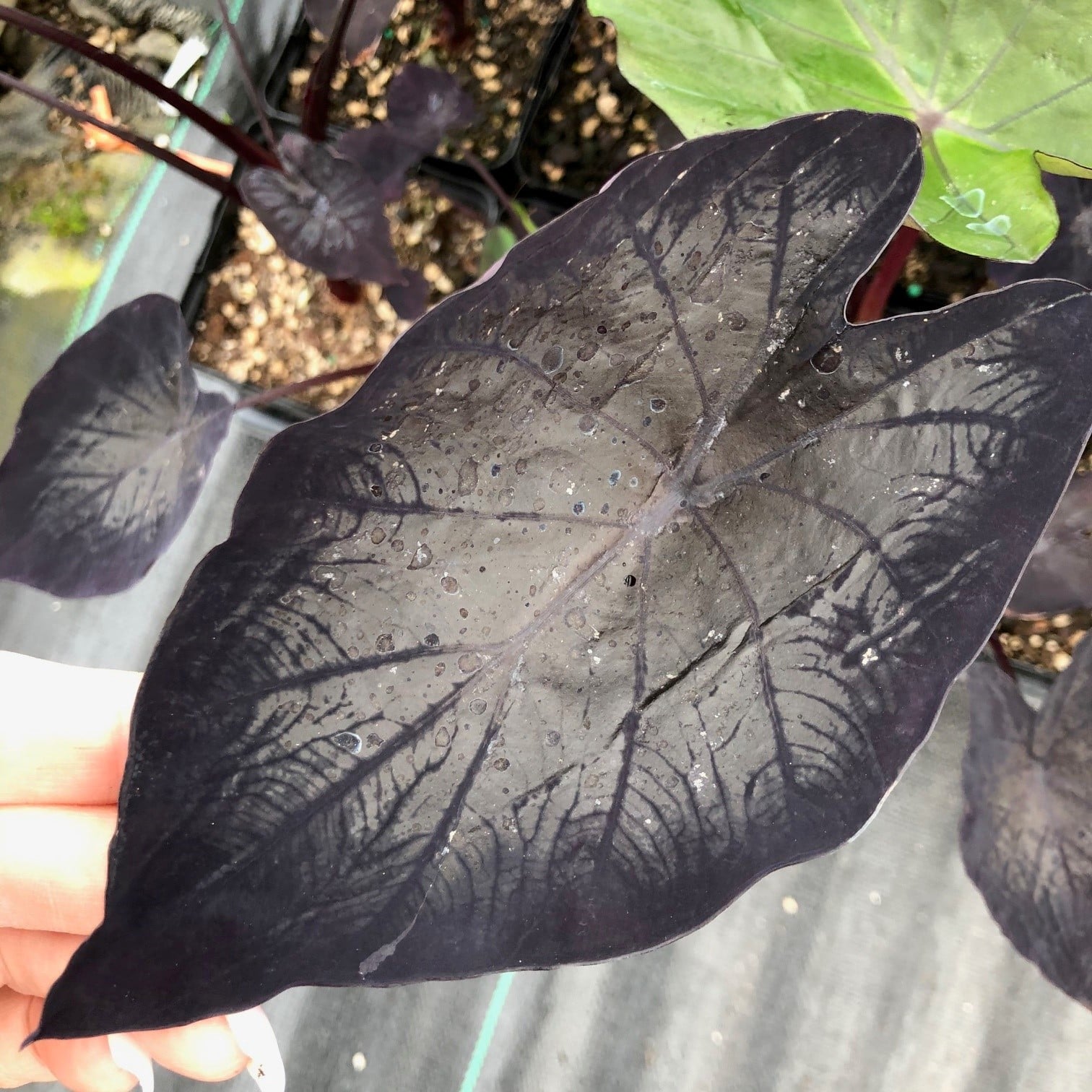 Colocasia esculenta 'Tea Party' - Dwarf Elephant Ear (4.5" Pot) | Little  Prince of Oregon Nursery