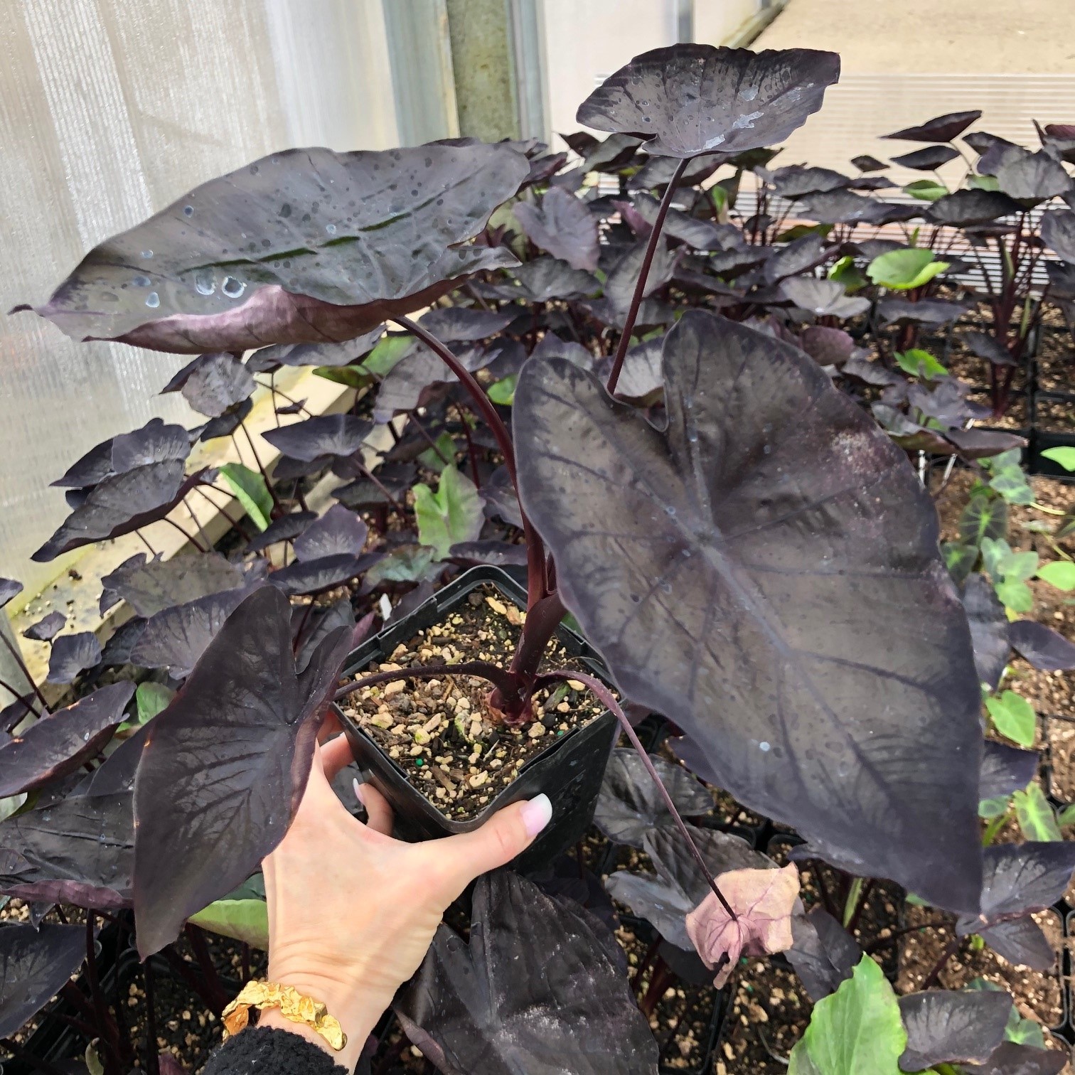 Colocasia esculenta 'Tea Party' - Dwarf Elephant Ear (4.5" Pot) - Image 3