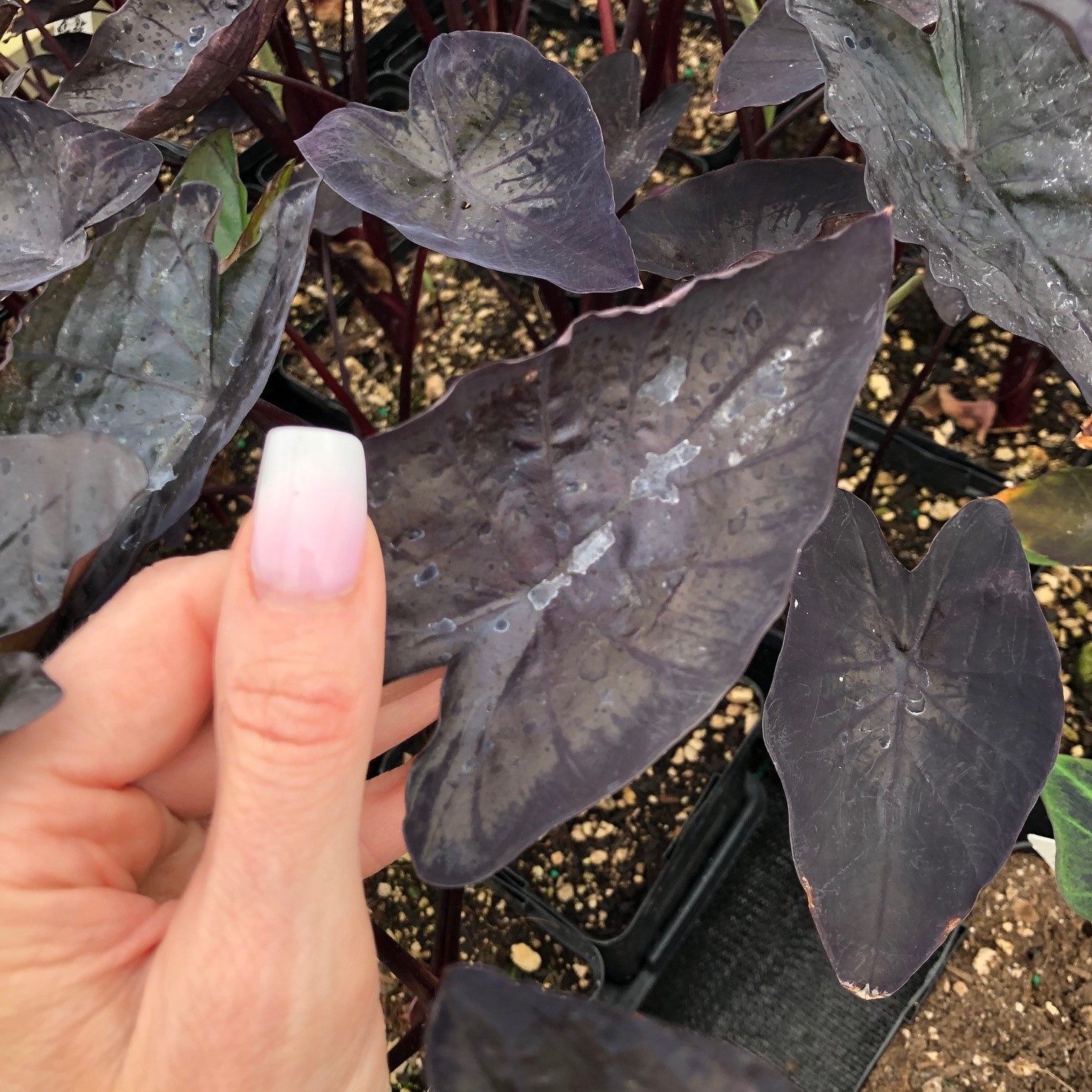 Colocasia esculenta 'Tea Party' - Dwarf Elephant Ear (4.5" Pot) - Image 5