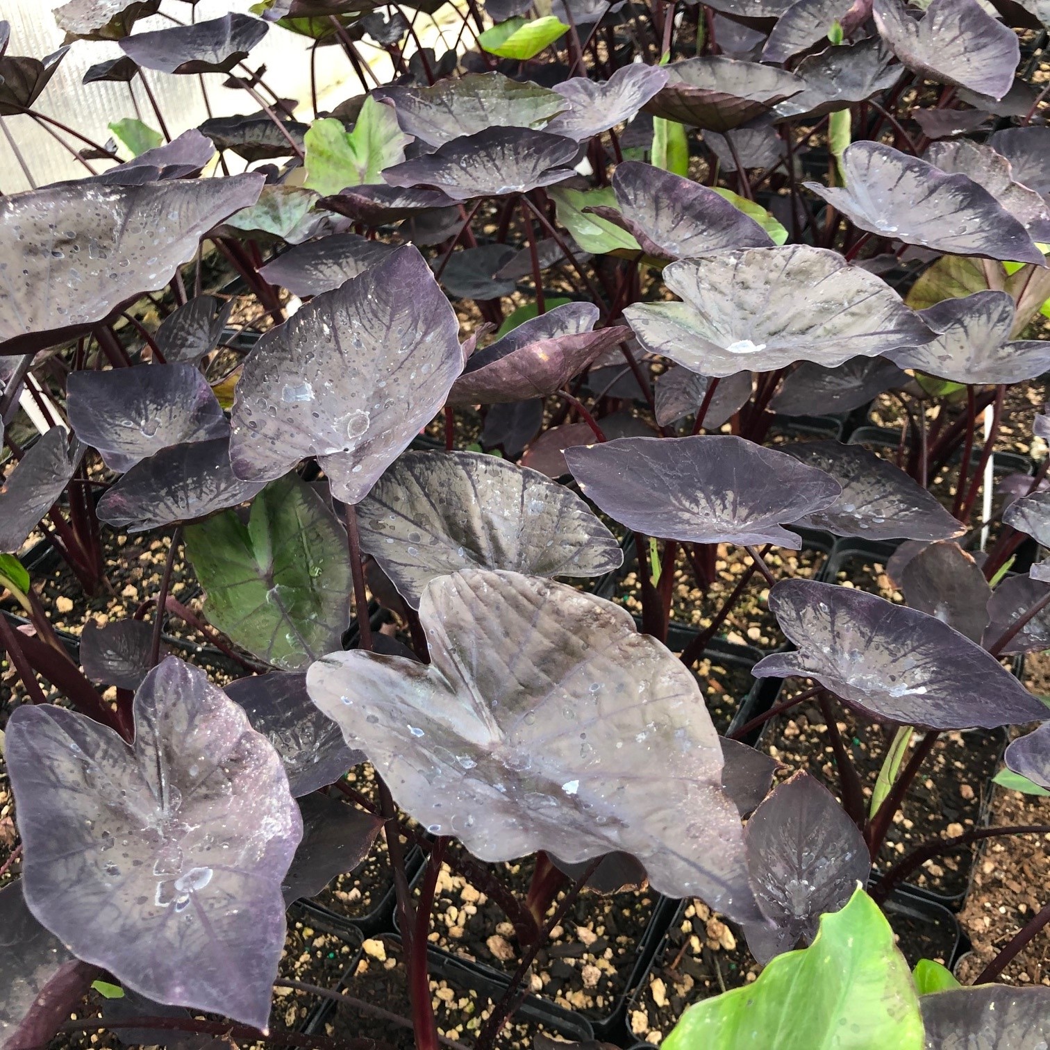 Colocasia esculenta 'Tea Party' - Dwarf Elephant Ear (4.5" Pot) - Image 4