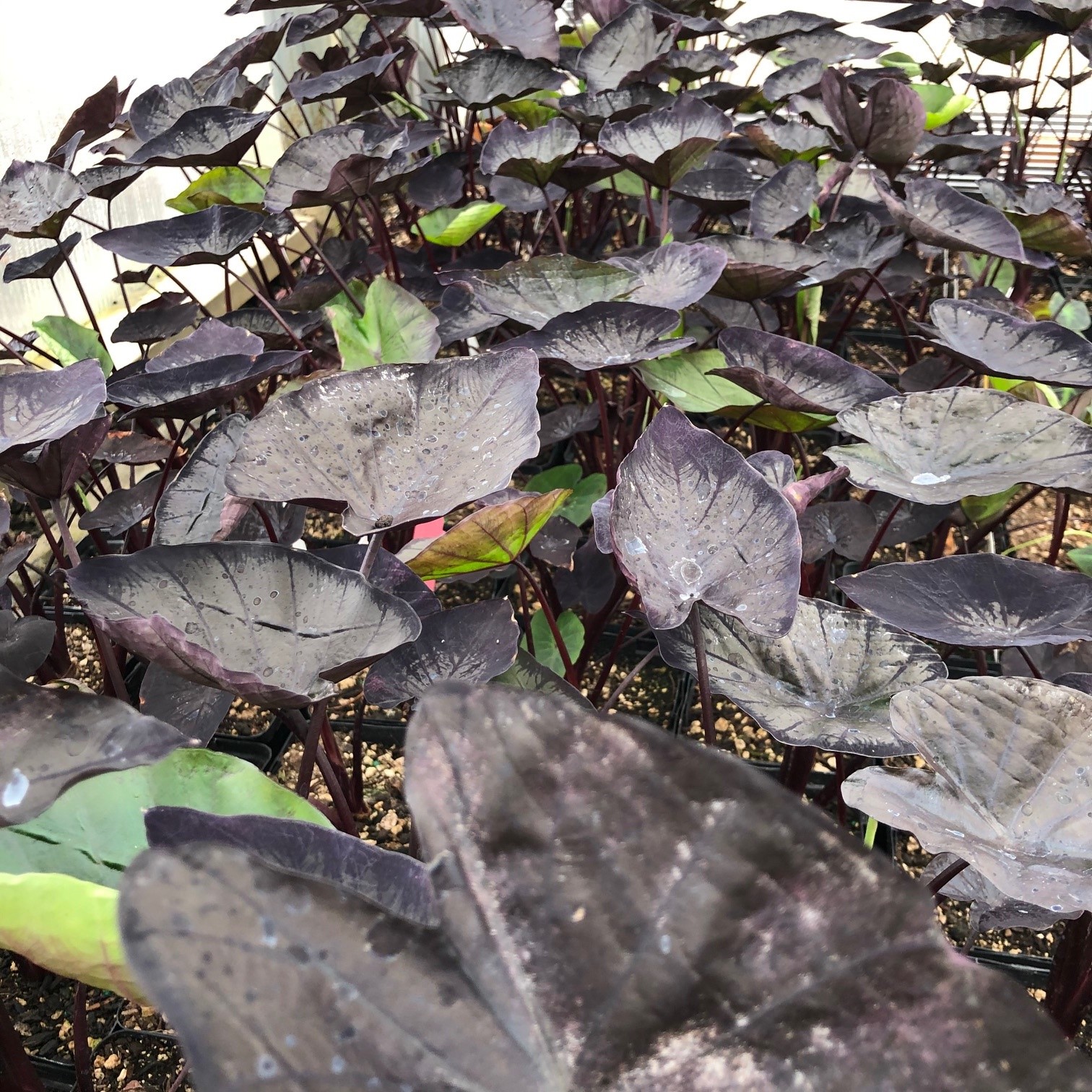 Colocasia esculenta 'Tea Party' - Dwarf Elephant Ear (4.5" Pot) - Image 6