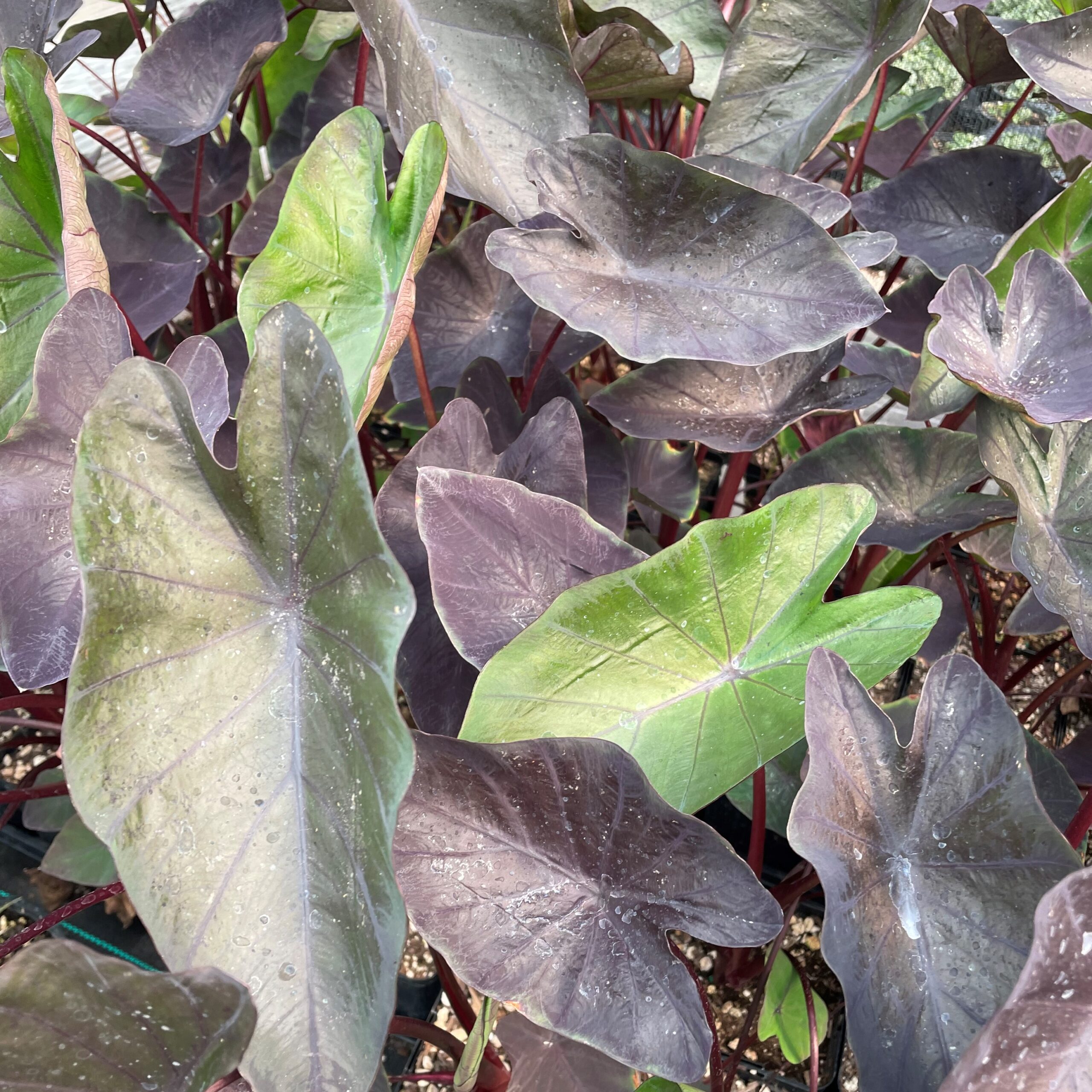 Colocasia esculenta 'Tea Party' - Dwarf Elephant Ear (4.5" Pot)