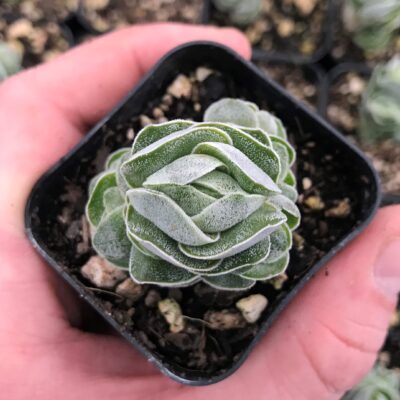 Crassula 'Ivory Pagoda' (2" Pot)