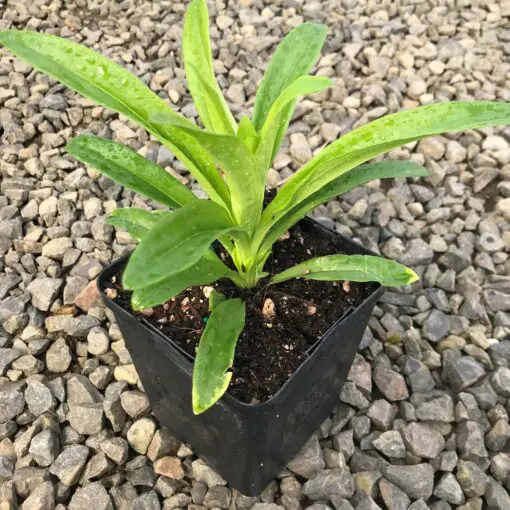 Dianthus barbatus 'Green Wicky' - Sweet William (4.5