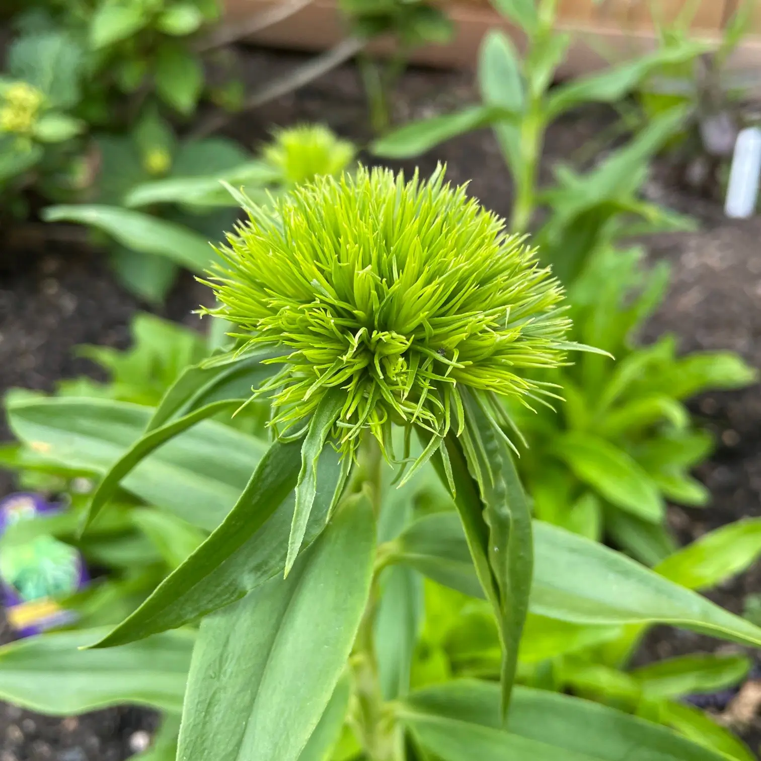 Dianthus barbatus 'Green Wicky' - Sweet William (4.5