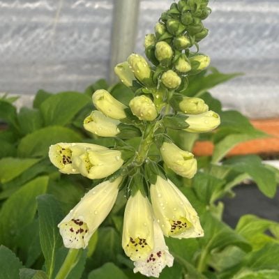 Digitalis purpurea 'Dalmatian White' - Foxglove (4" Pot)