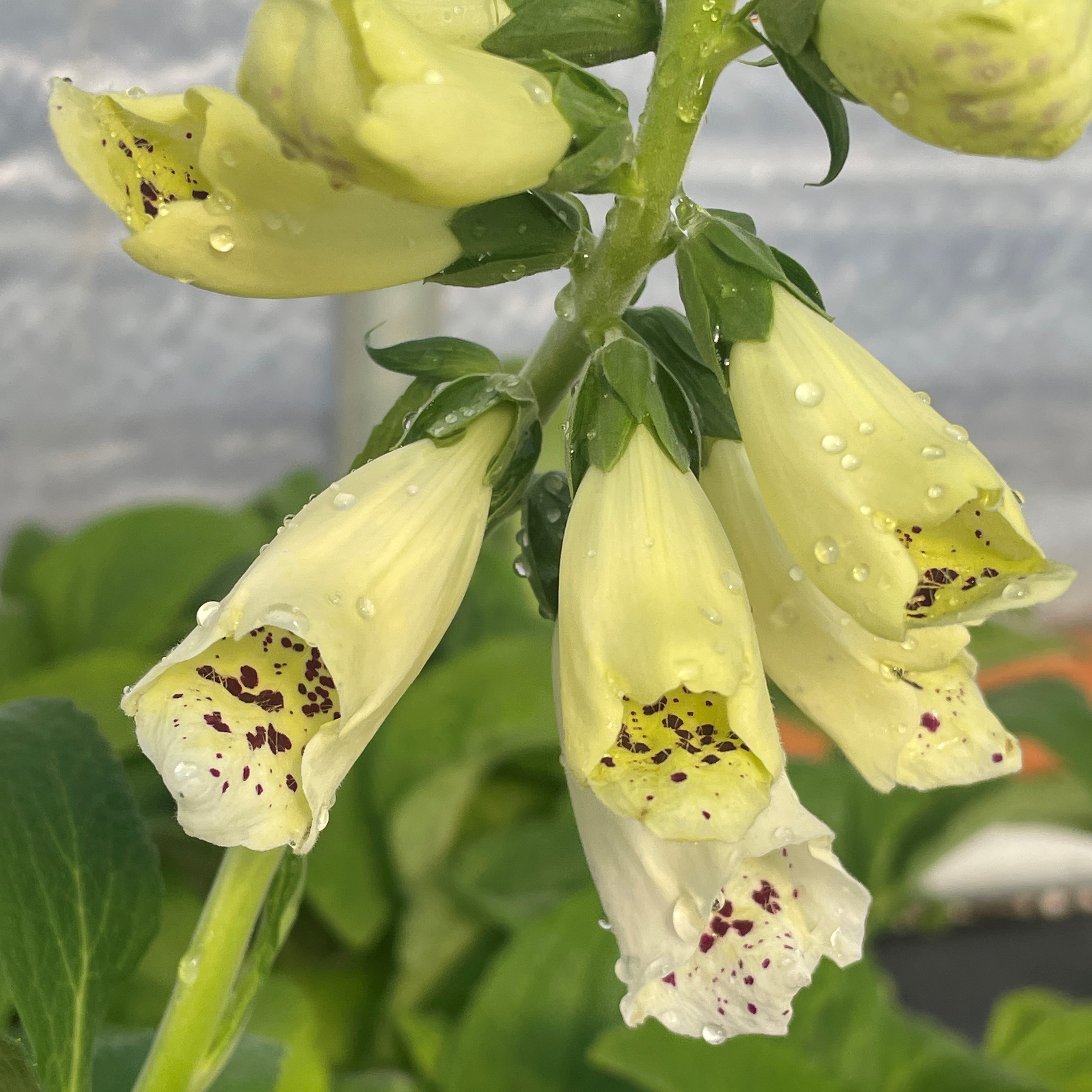 Digitalis purpurea 'Dalmatian White' - Foxglove (4" Pot) - Image 2