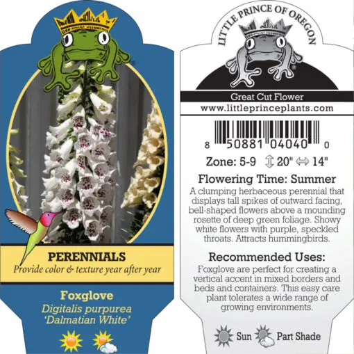 Digitalis 'Dalmatian White' - Foxglove (4" Pot) for Sale
