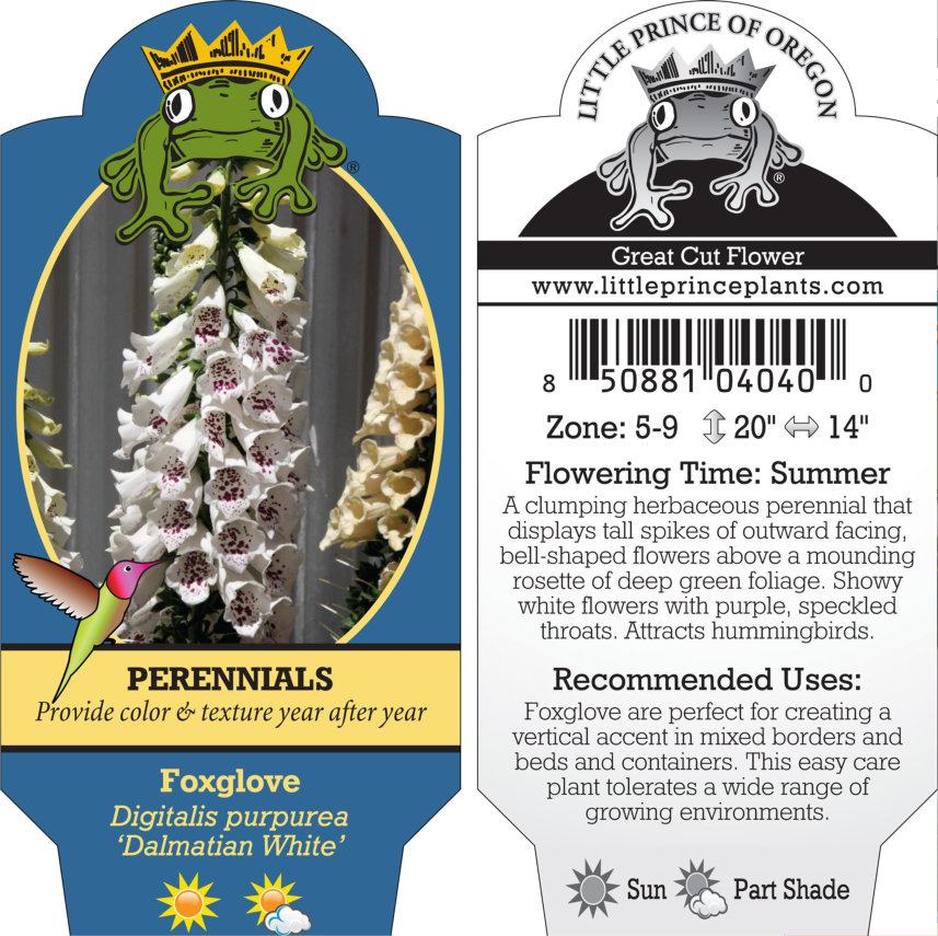 Digitalis purpurea 'Dalmatian White' - Foxglove (4" Pot) - Image 4