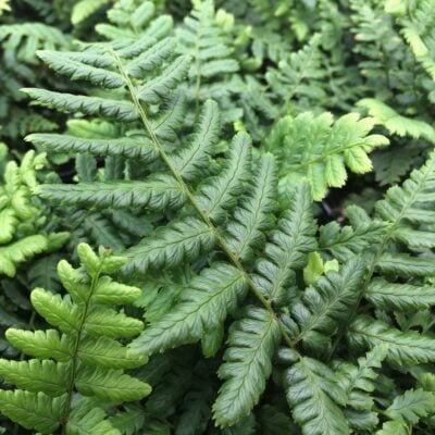 Dryopteris wallichiana - Jurassic Gold Fern PPAF (3.5" Pot)