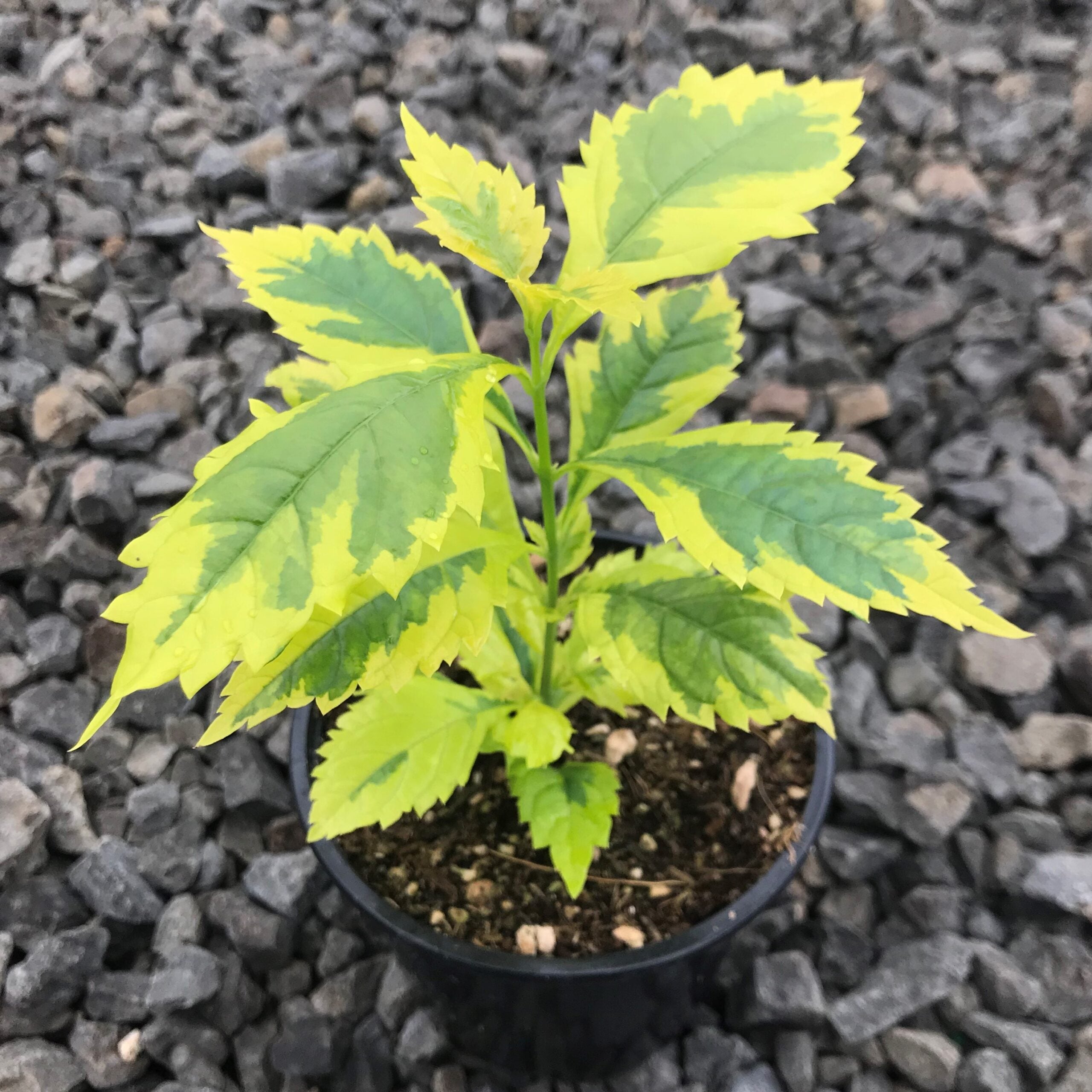 Duranta erecta ‘Gold Edge’ – Skyflower (4.5" Pot) - Image 2